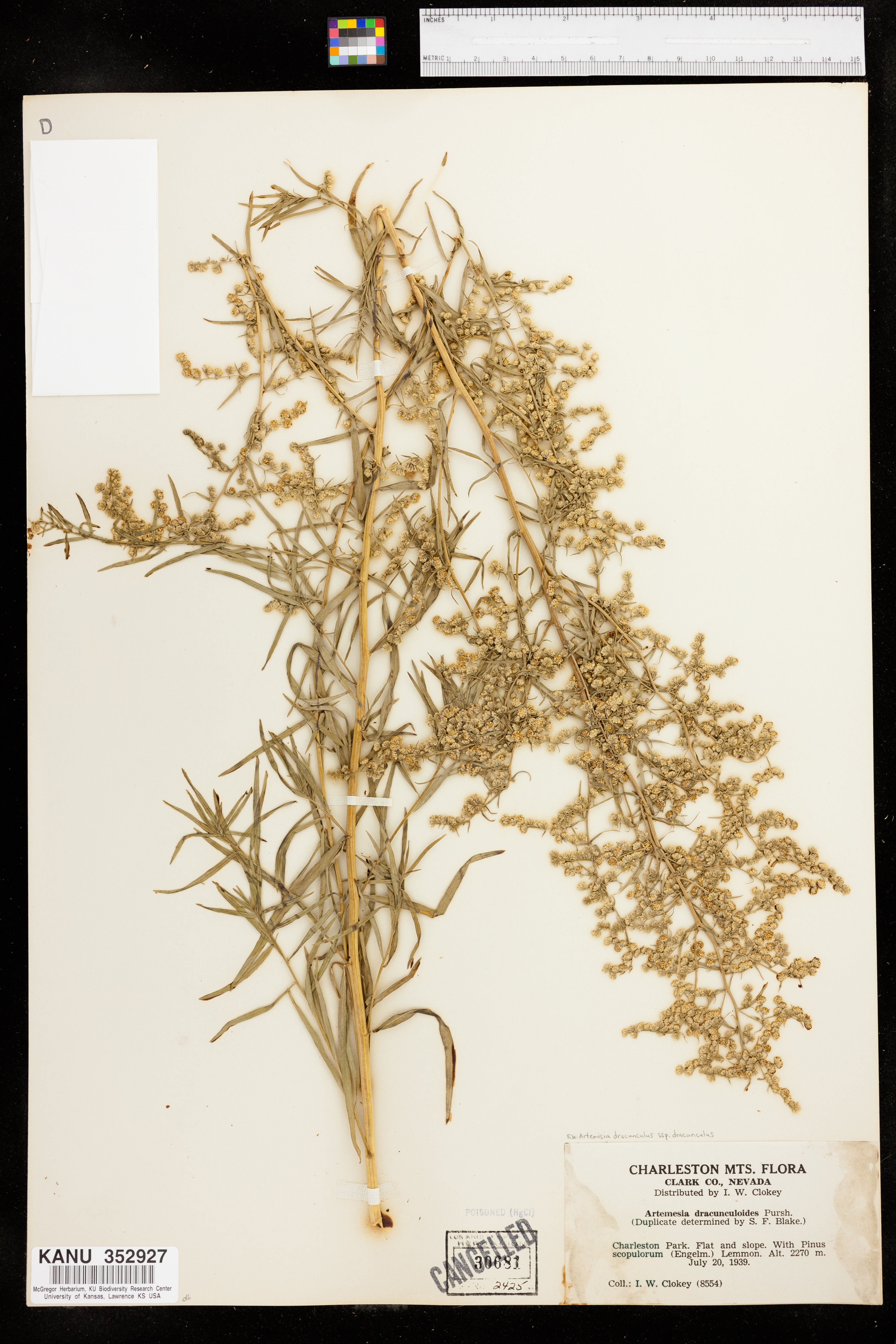 Artemisia dracunculus subsp. dracunculus image