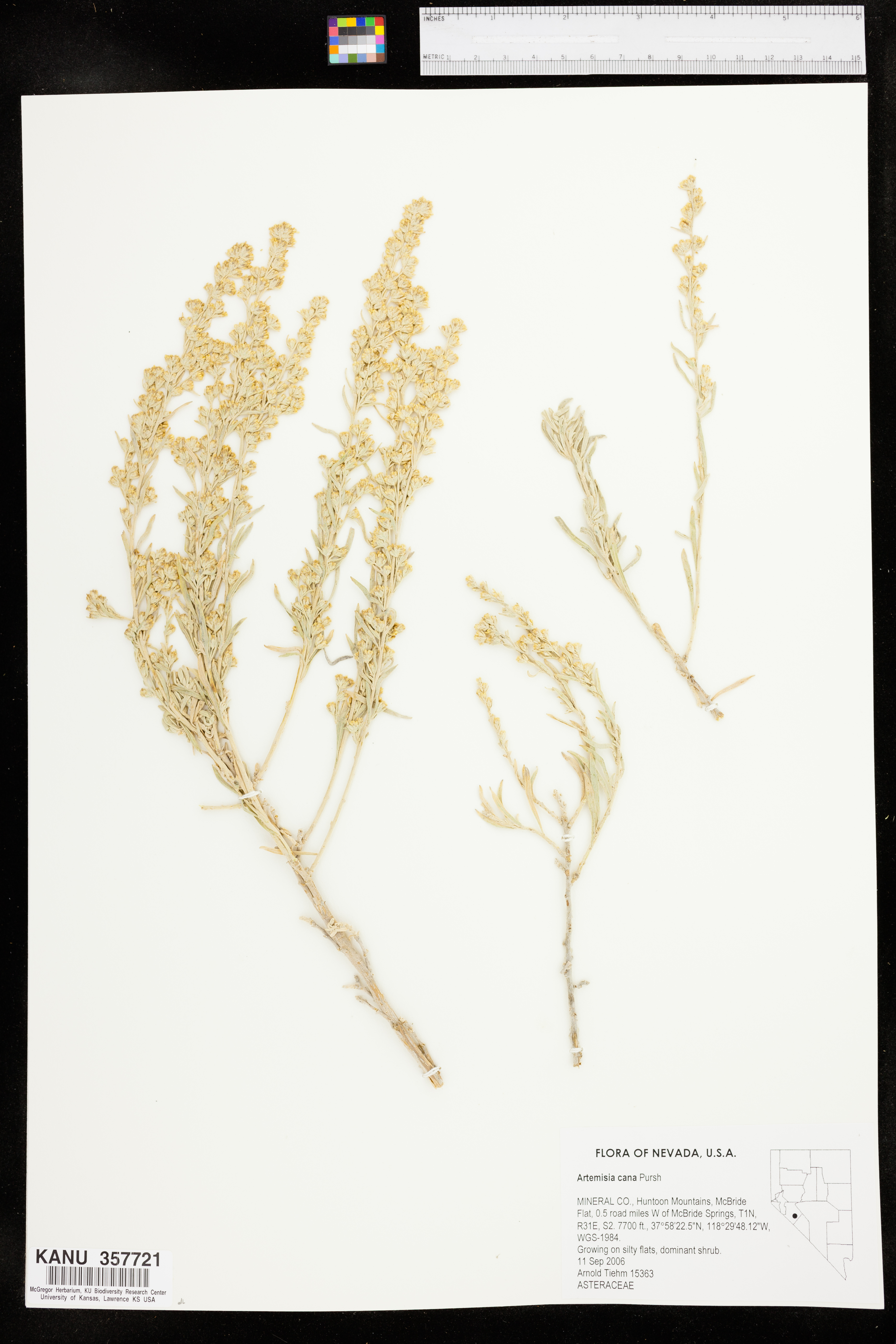 Artemisia cana image