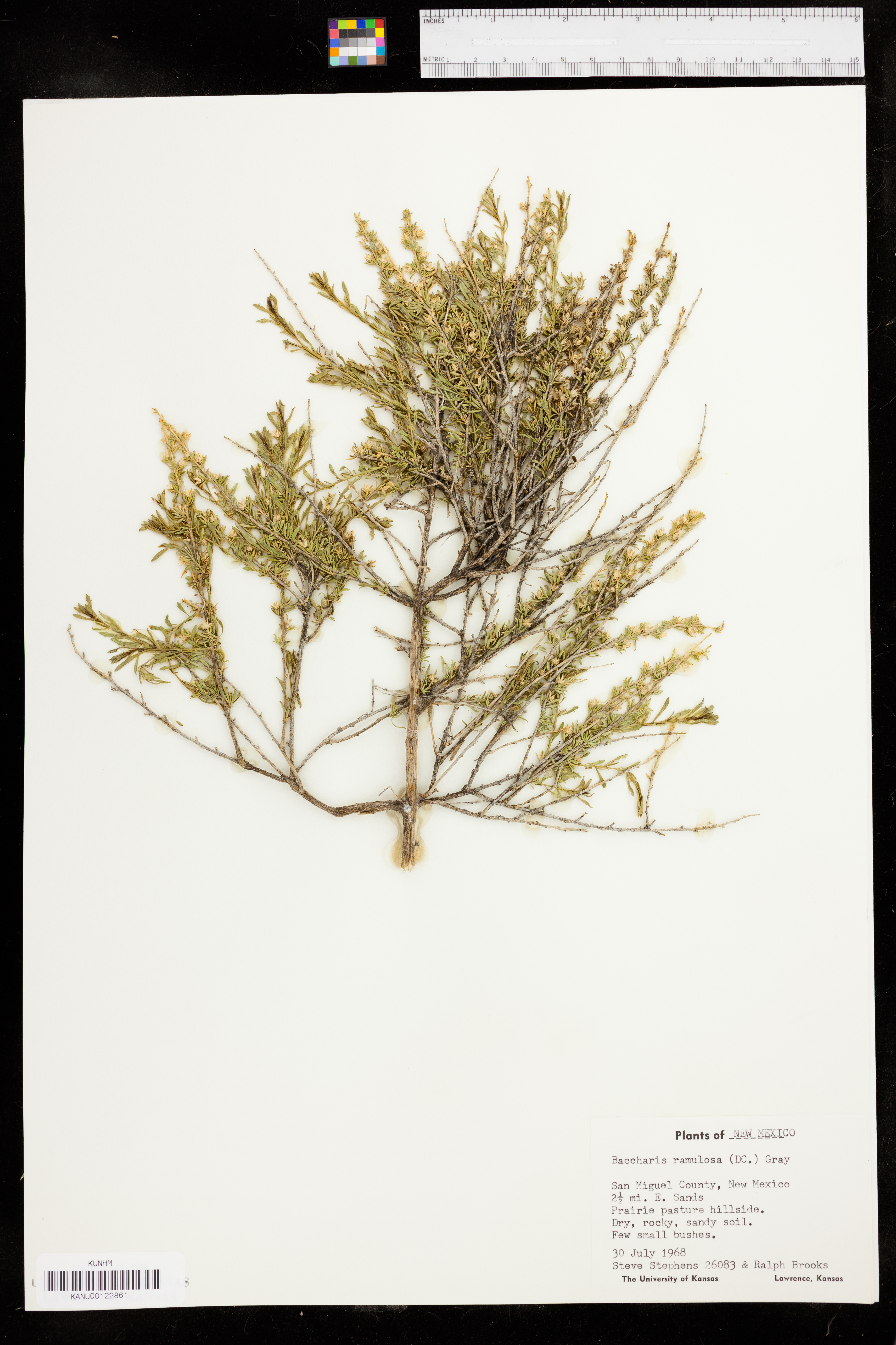 Baccharis ramulosa image