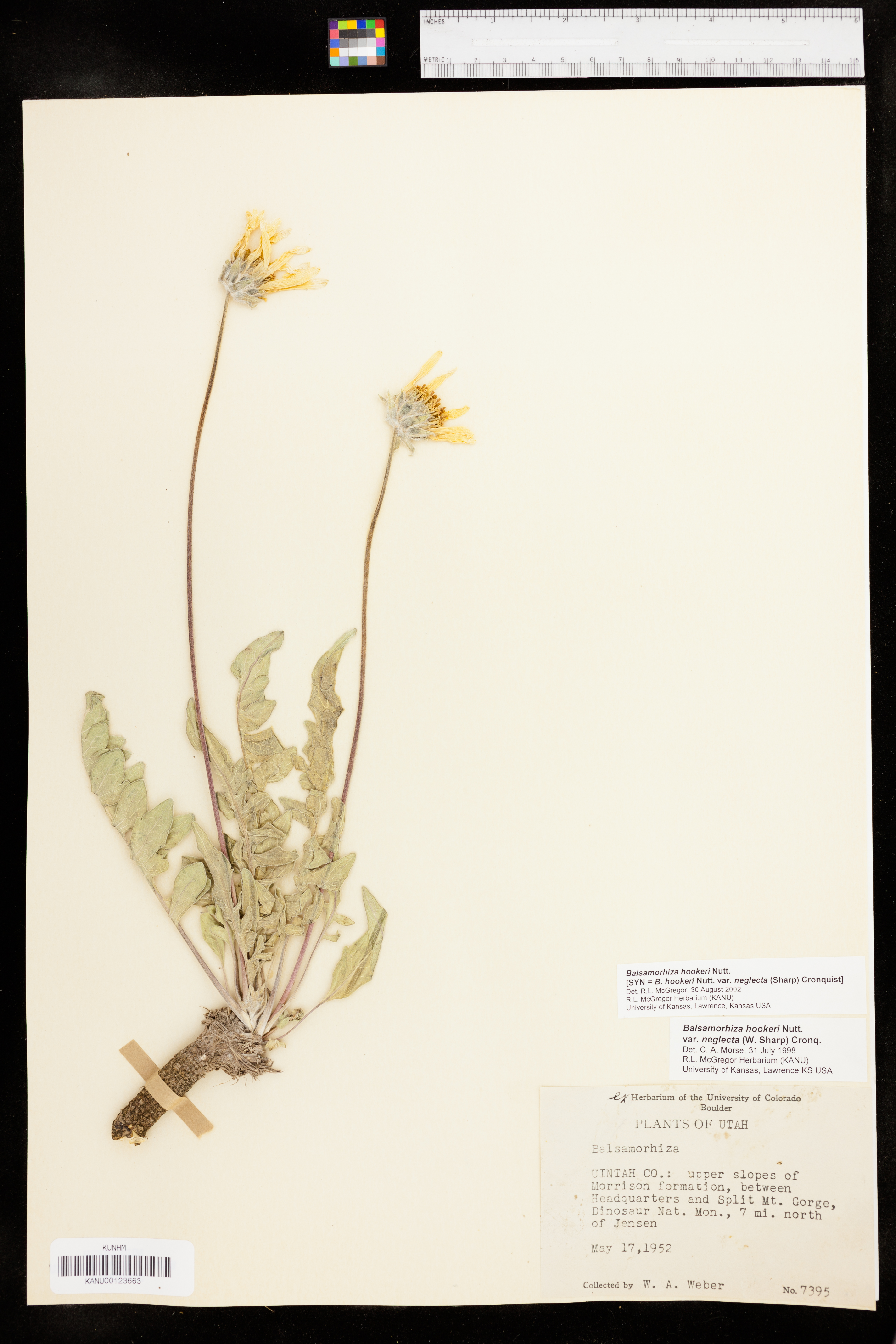 Balsamorhiza hookeri image