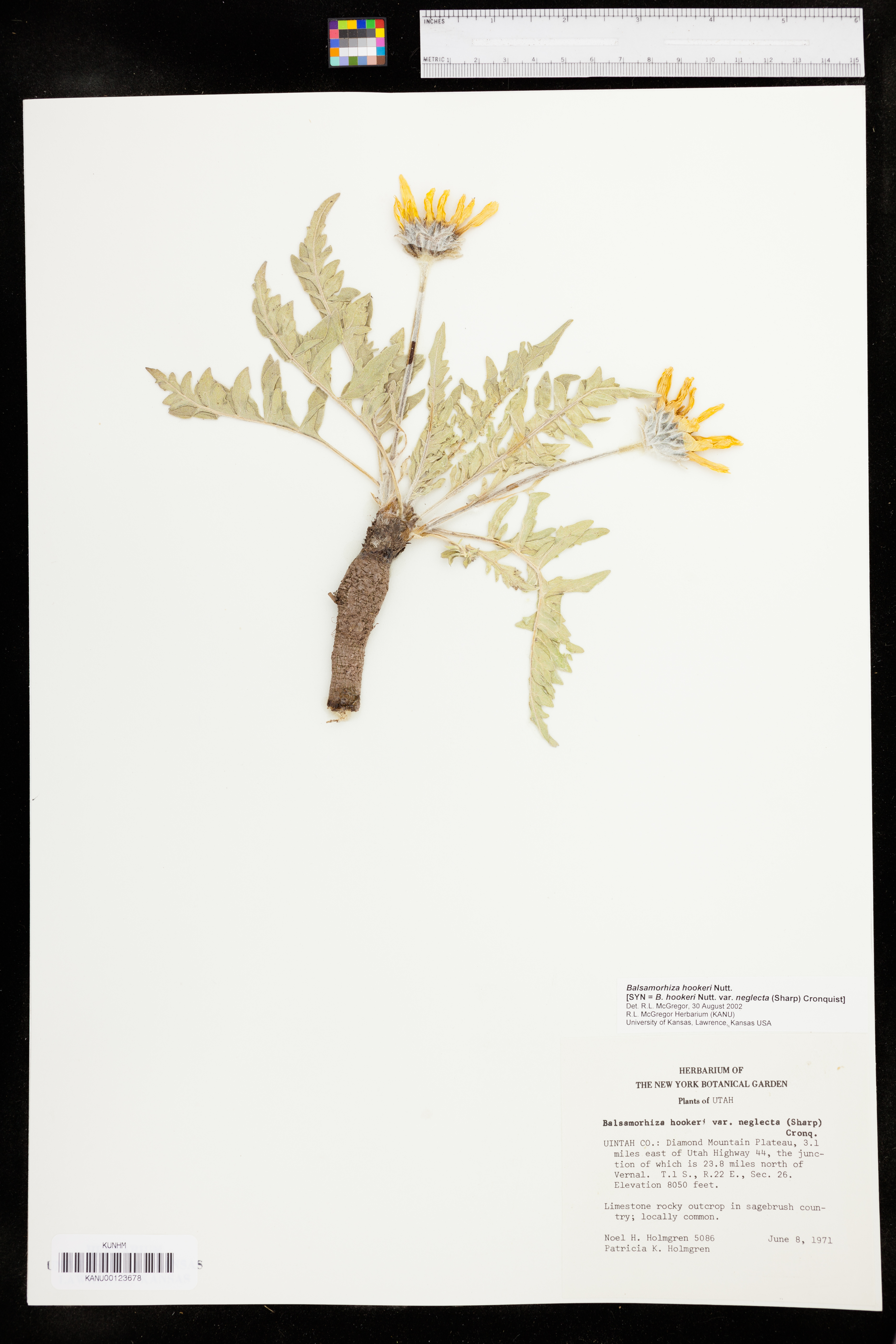 Balsamorhiza hookeri var. neglecta image