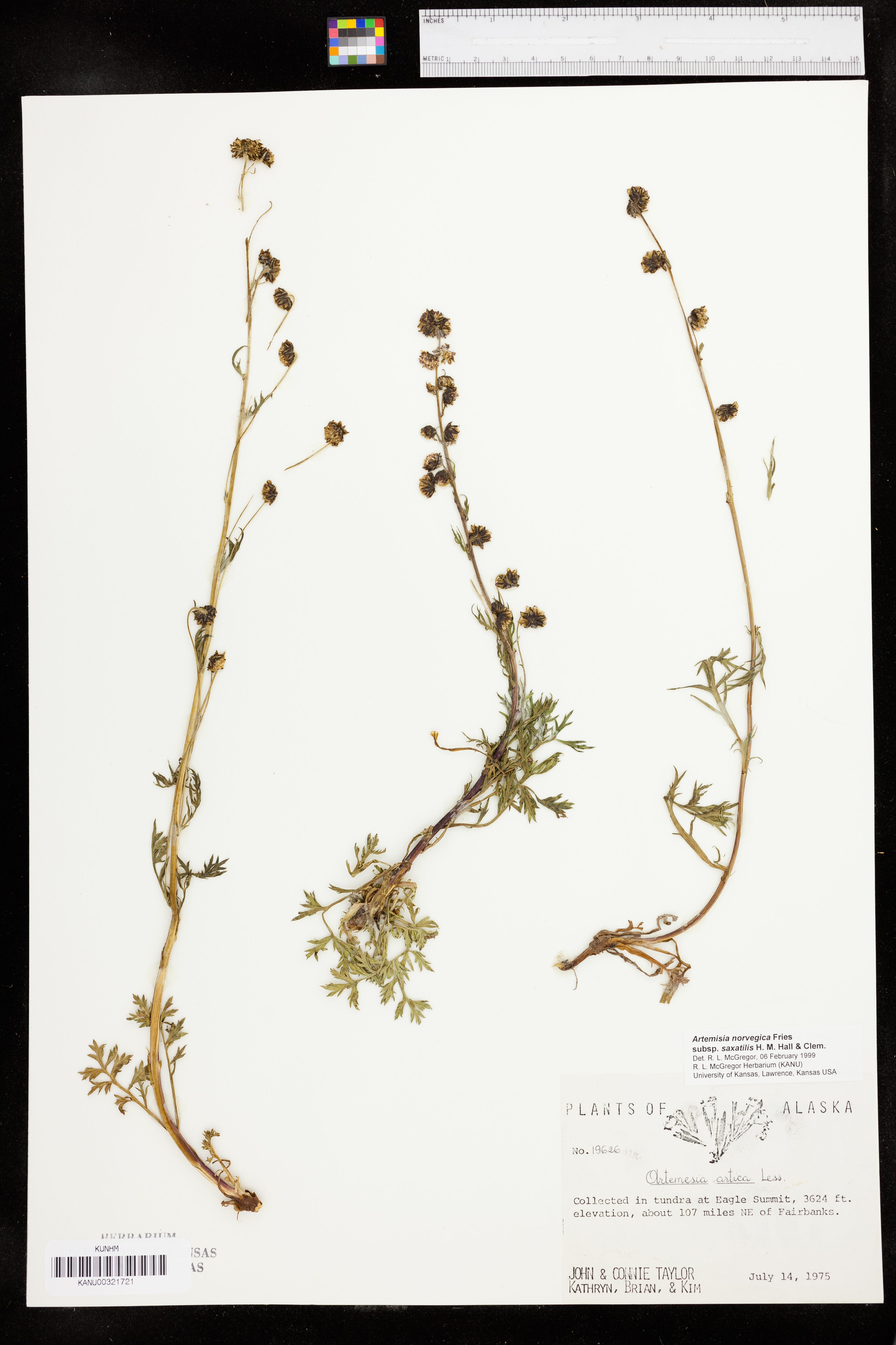 Artemisia arctica subsp. arctica image