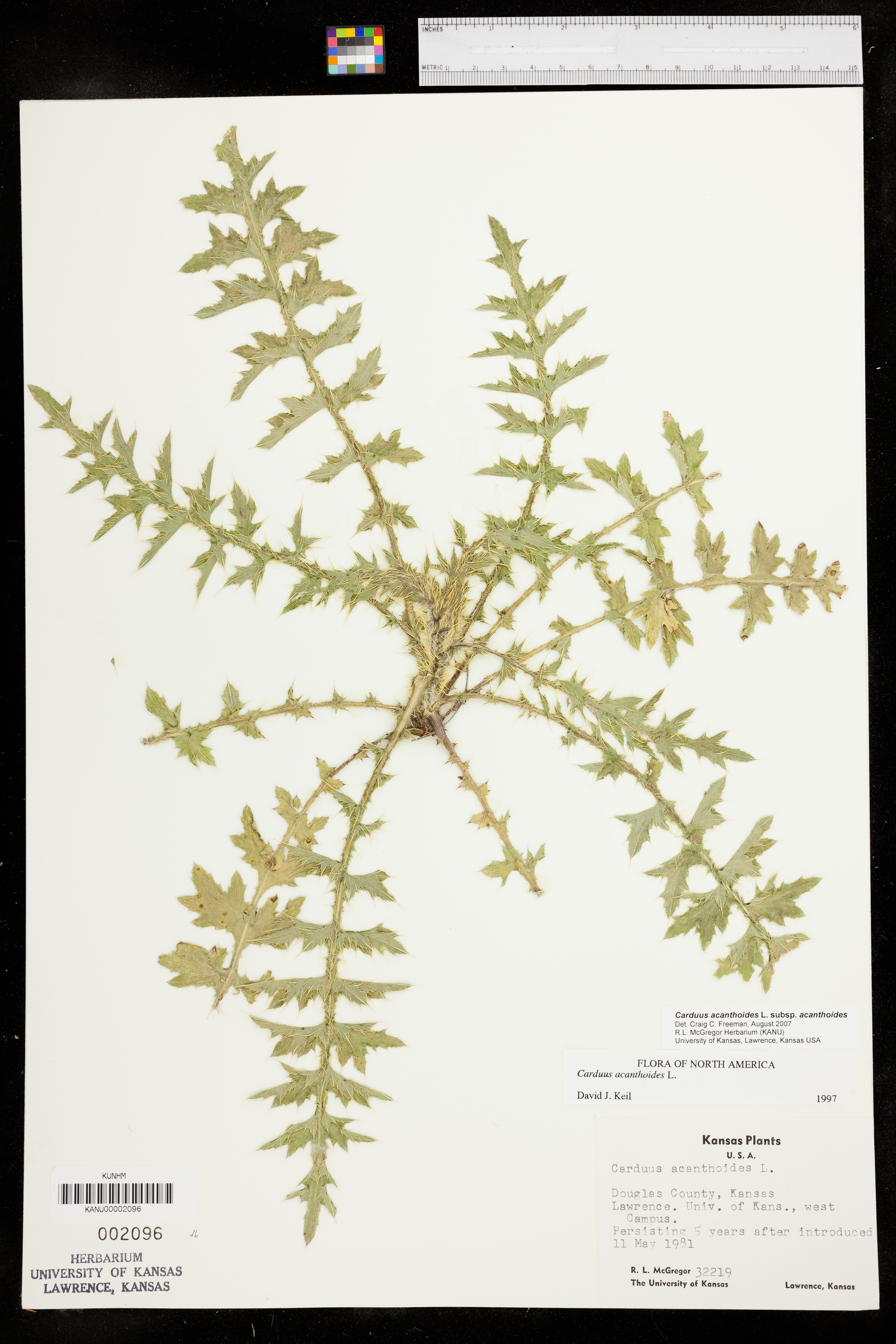 Carduus acanthoides image