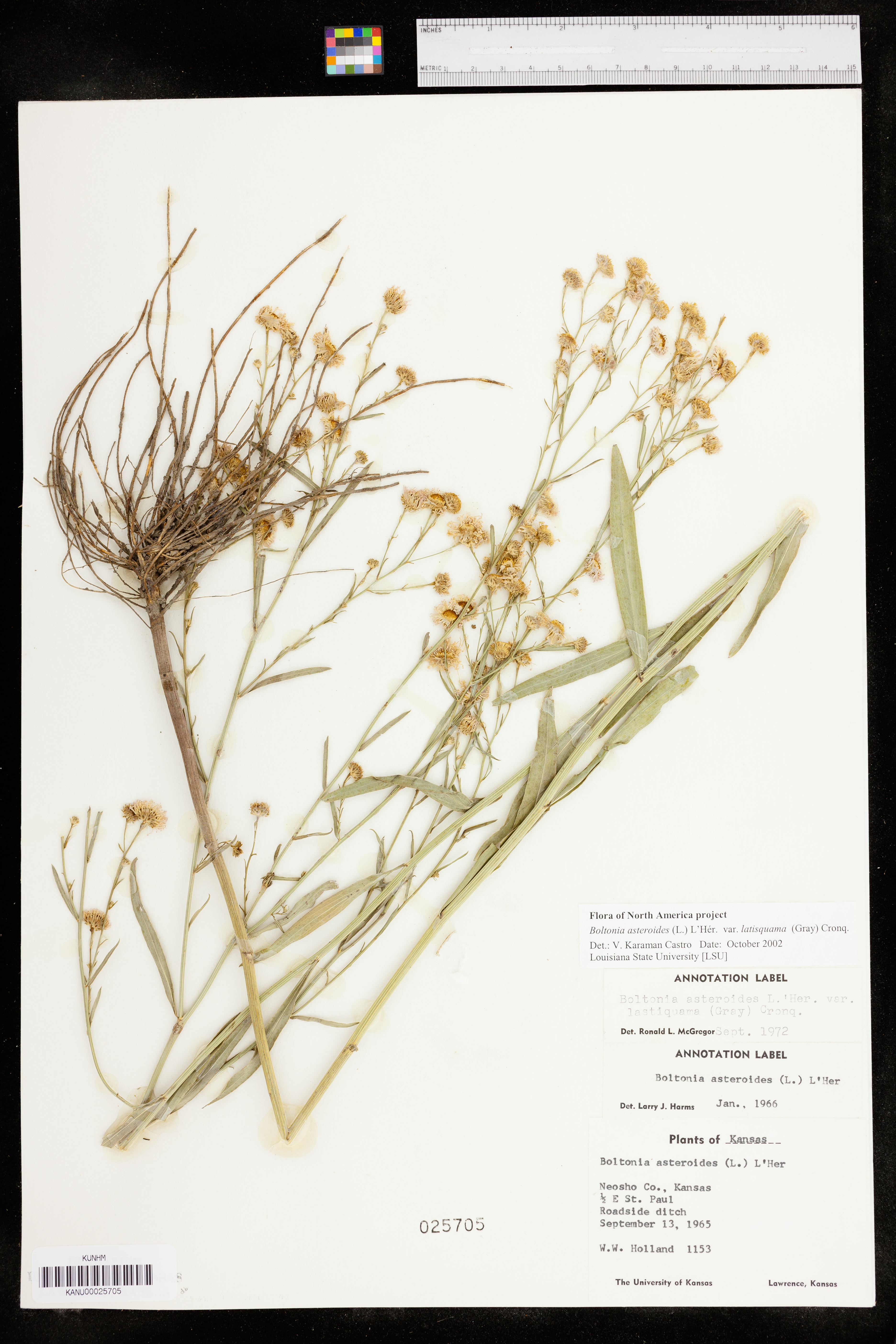 Boltonia asteroides var. latisquama image