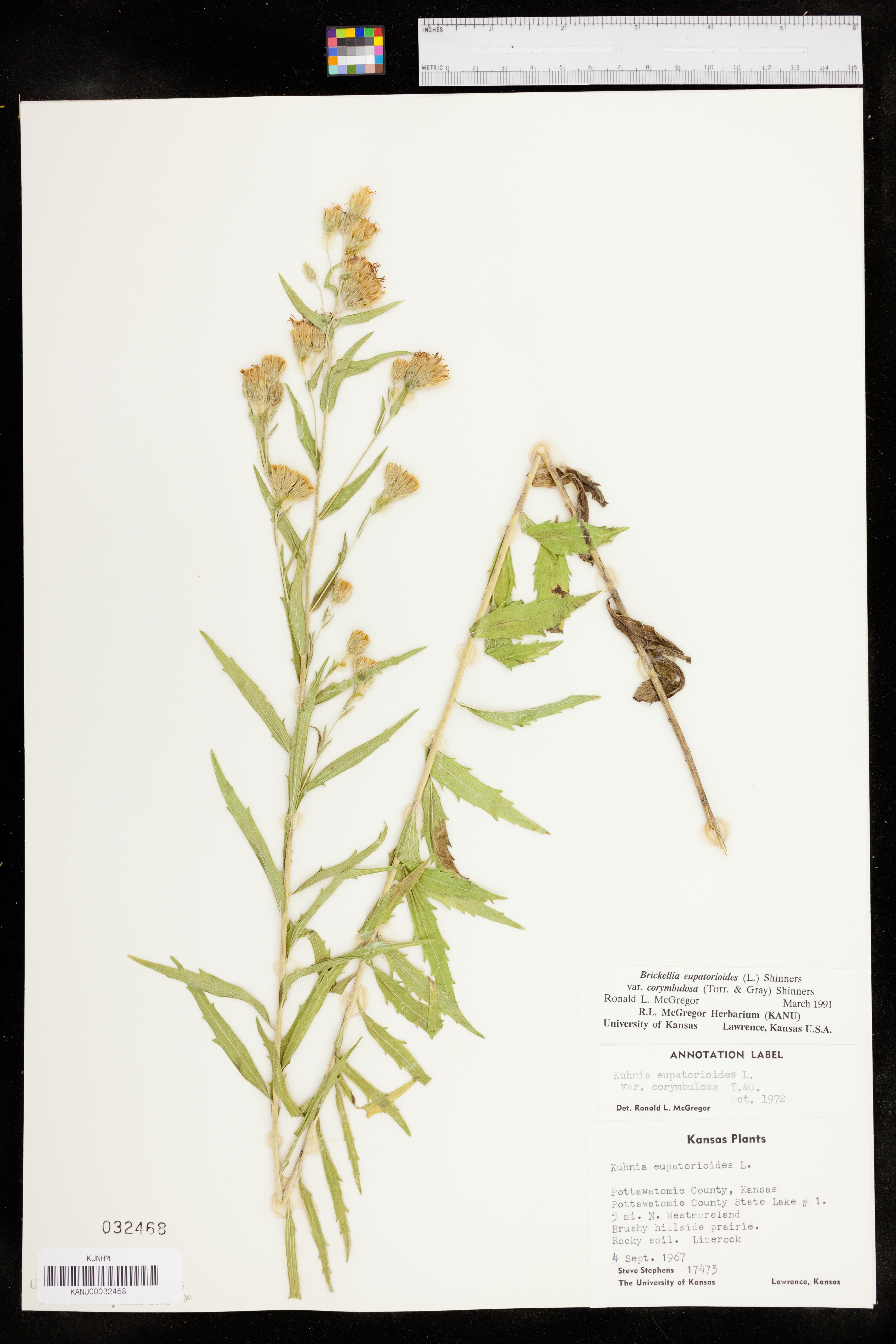 Brickellia eupatorioides var. corymbulosa image