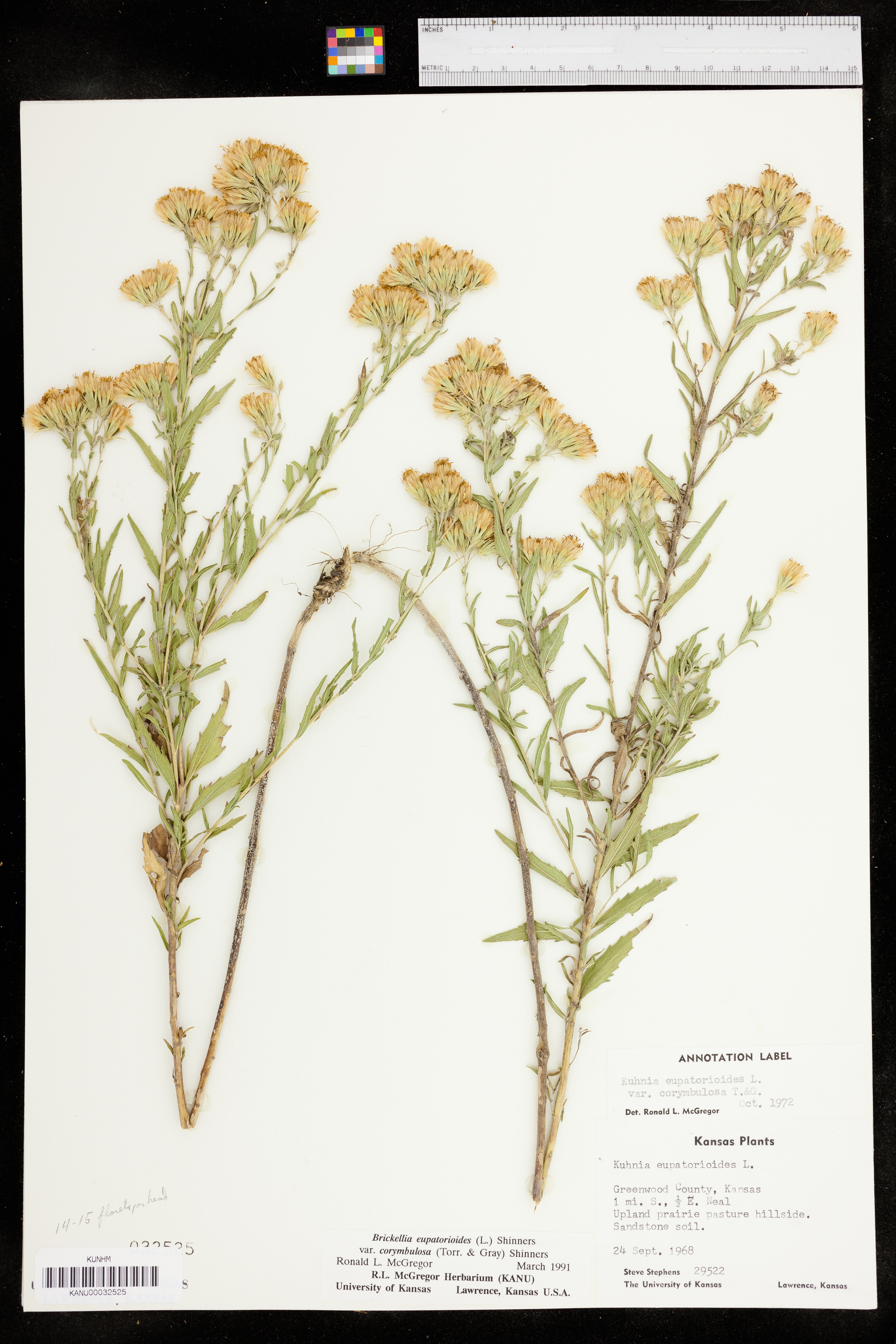 Brickellia eupatorioides var. corymbulosa image