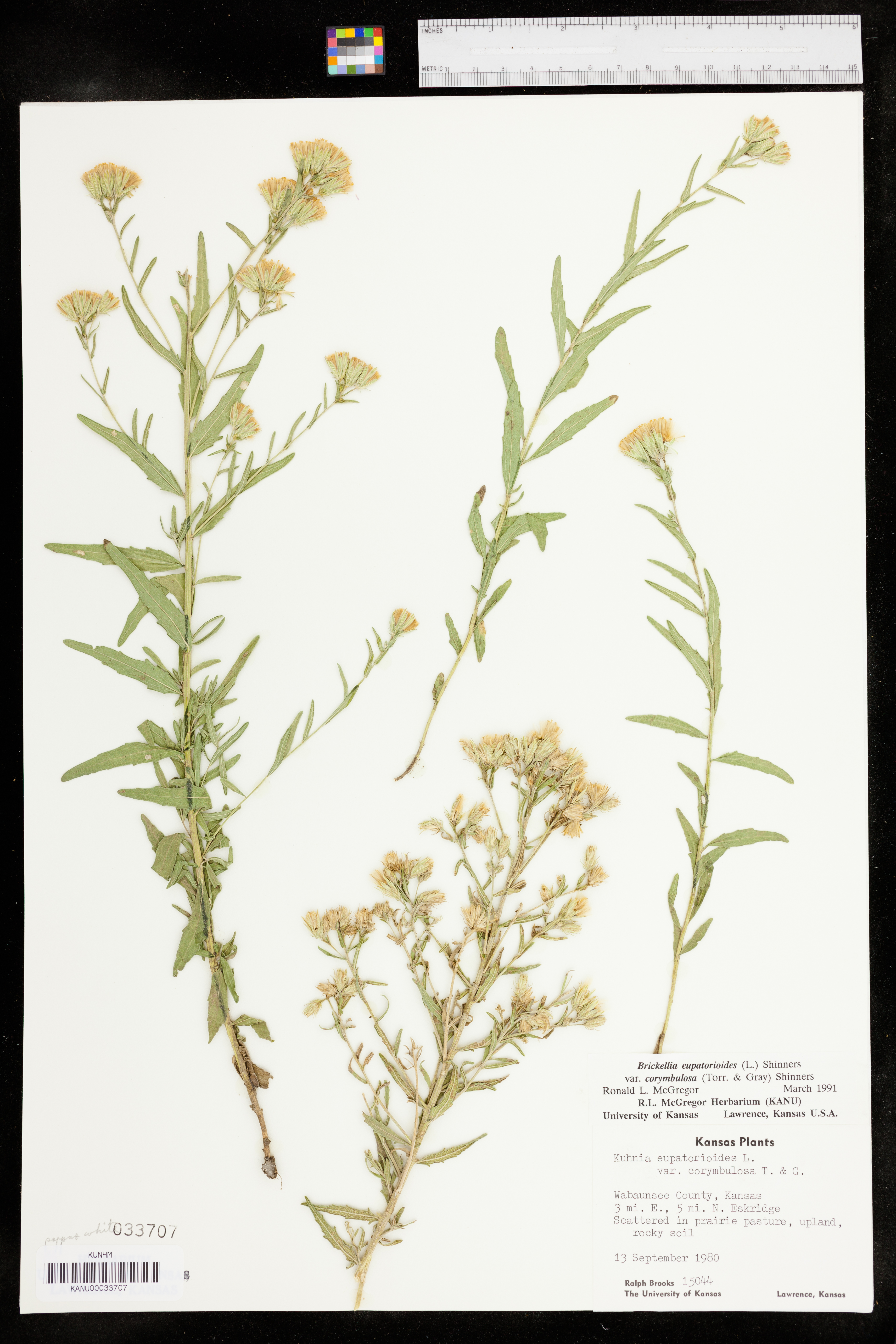 Brickellia eupatorioides var. corymbulosa image