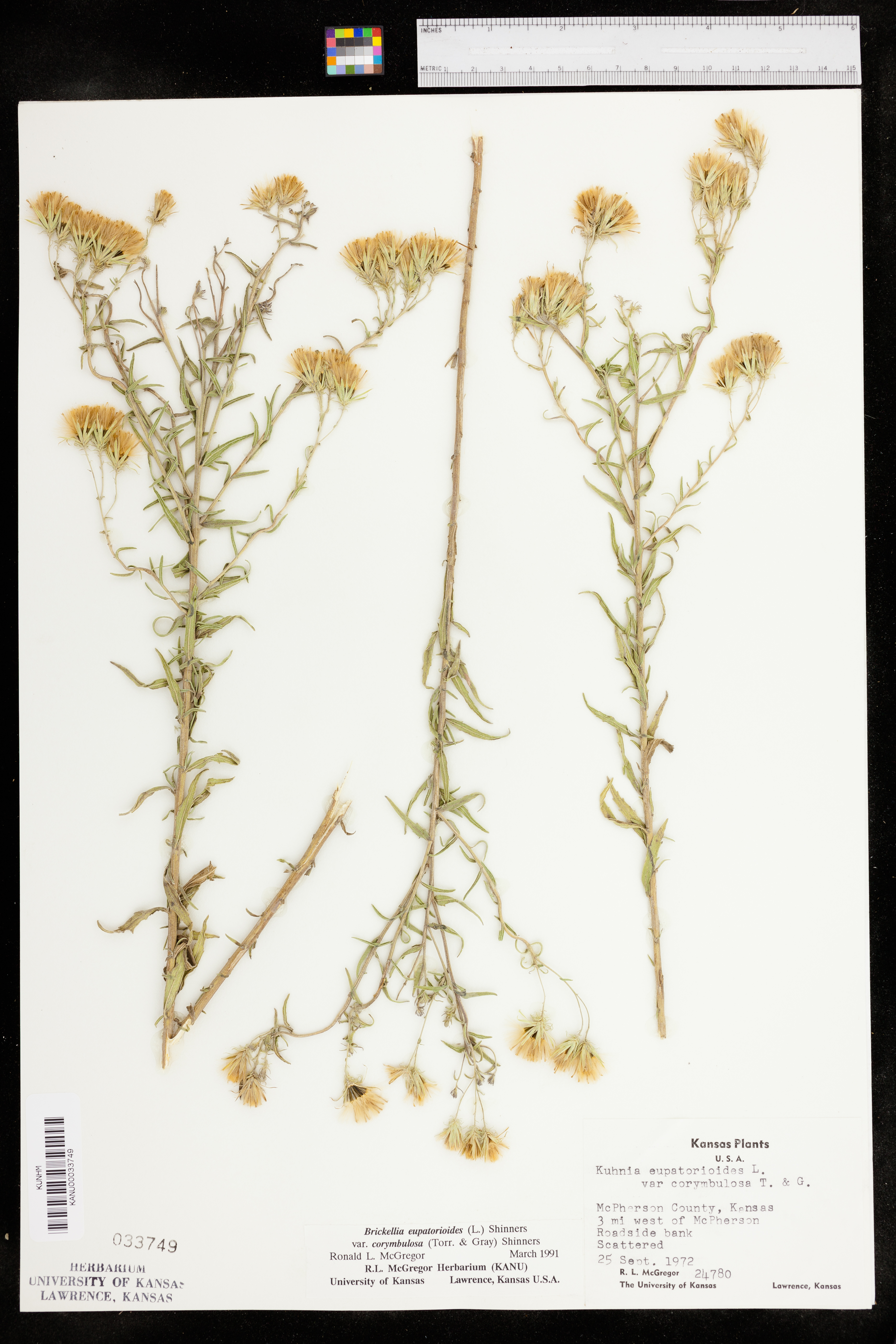 Brickellia eupatorioides var. corymbulosa image