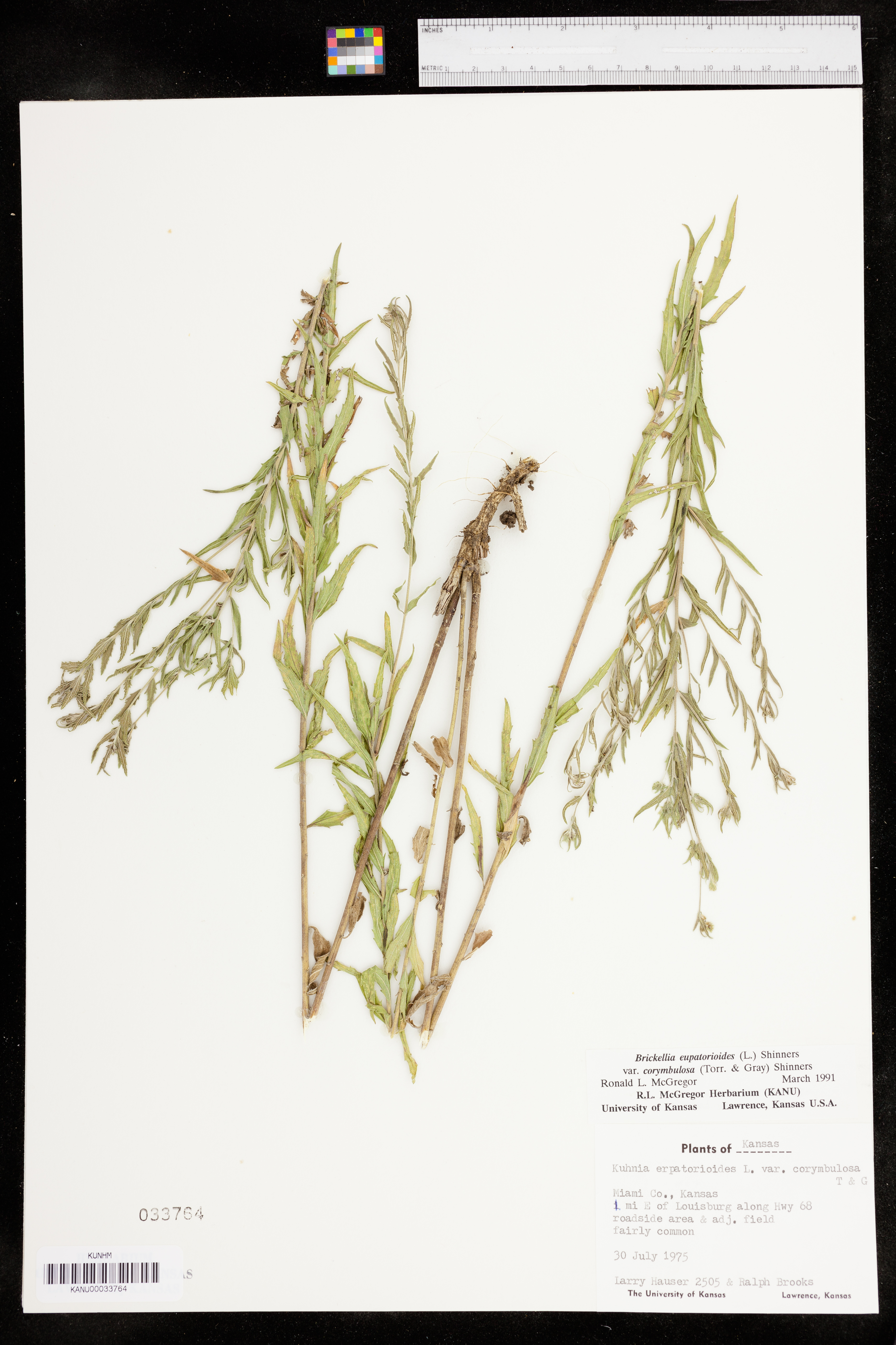 Brickellia eupatorioides var. corymbulosa image