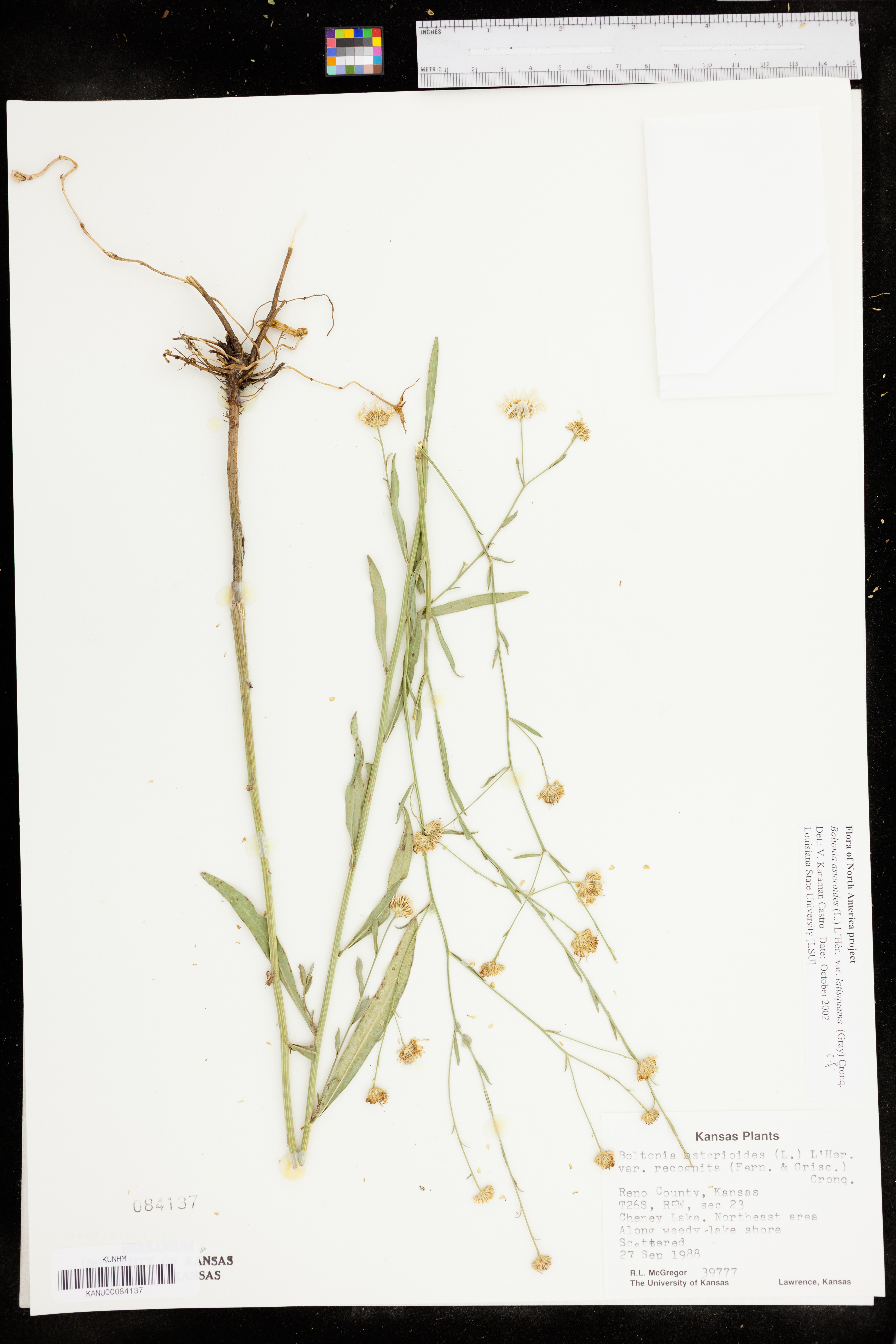 Boltonia asteroides var. latisquama image