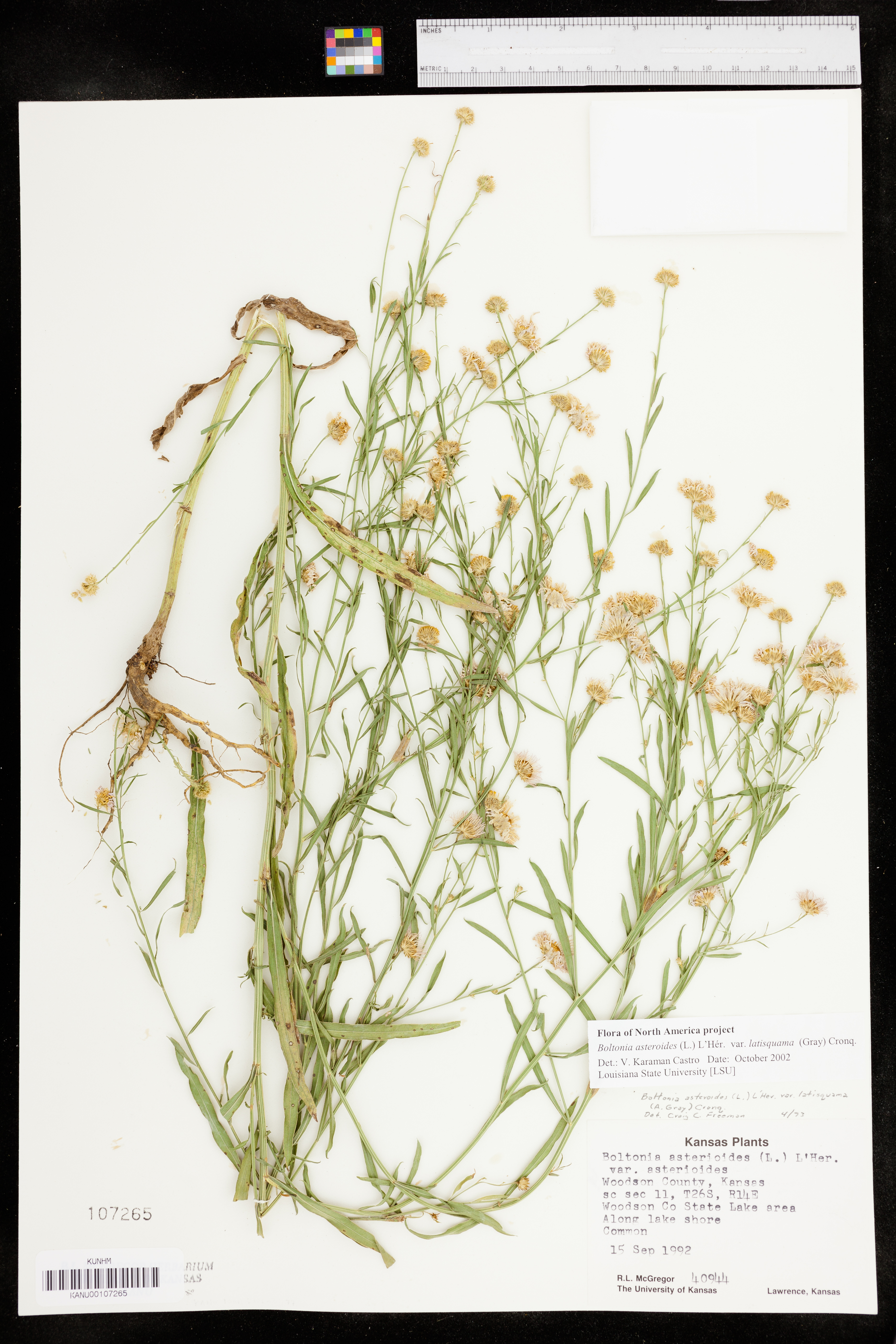 Boltonia asteroides var. latisquama image