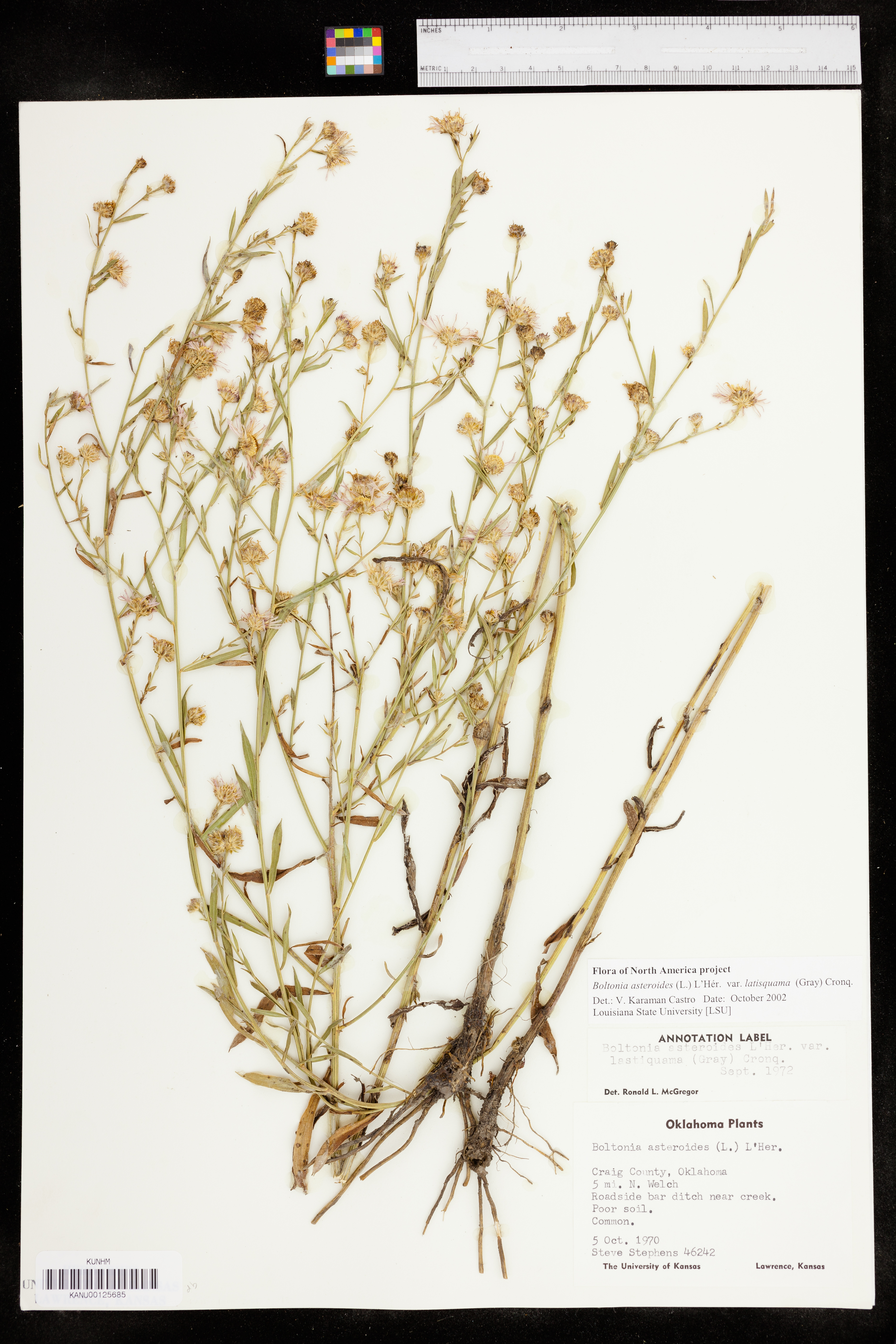 Boltonia asteroides var. latisquama image