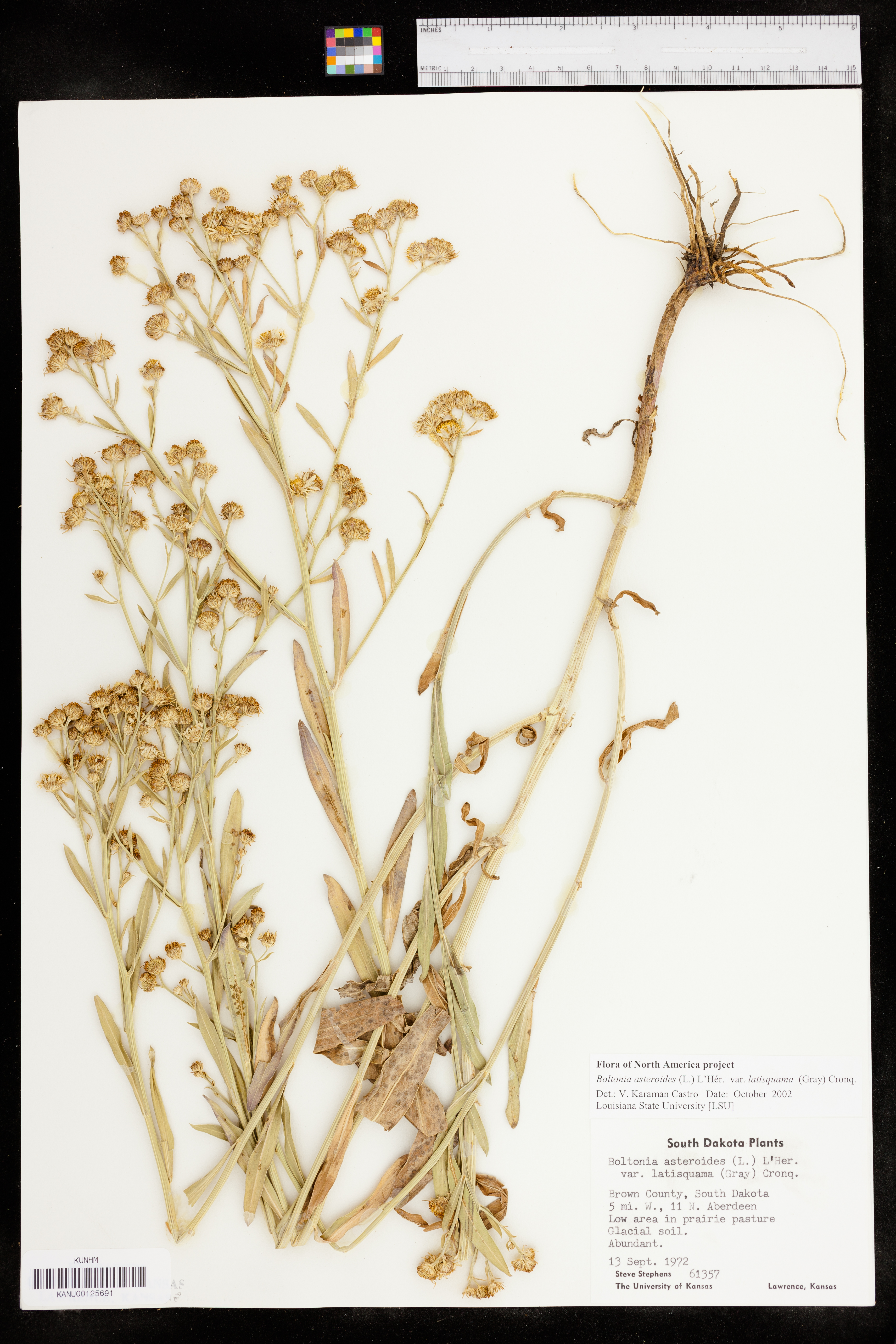 Boltonia asteroides var. latisquama image