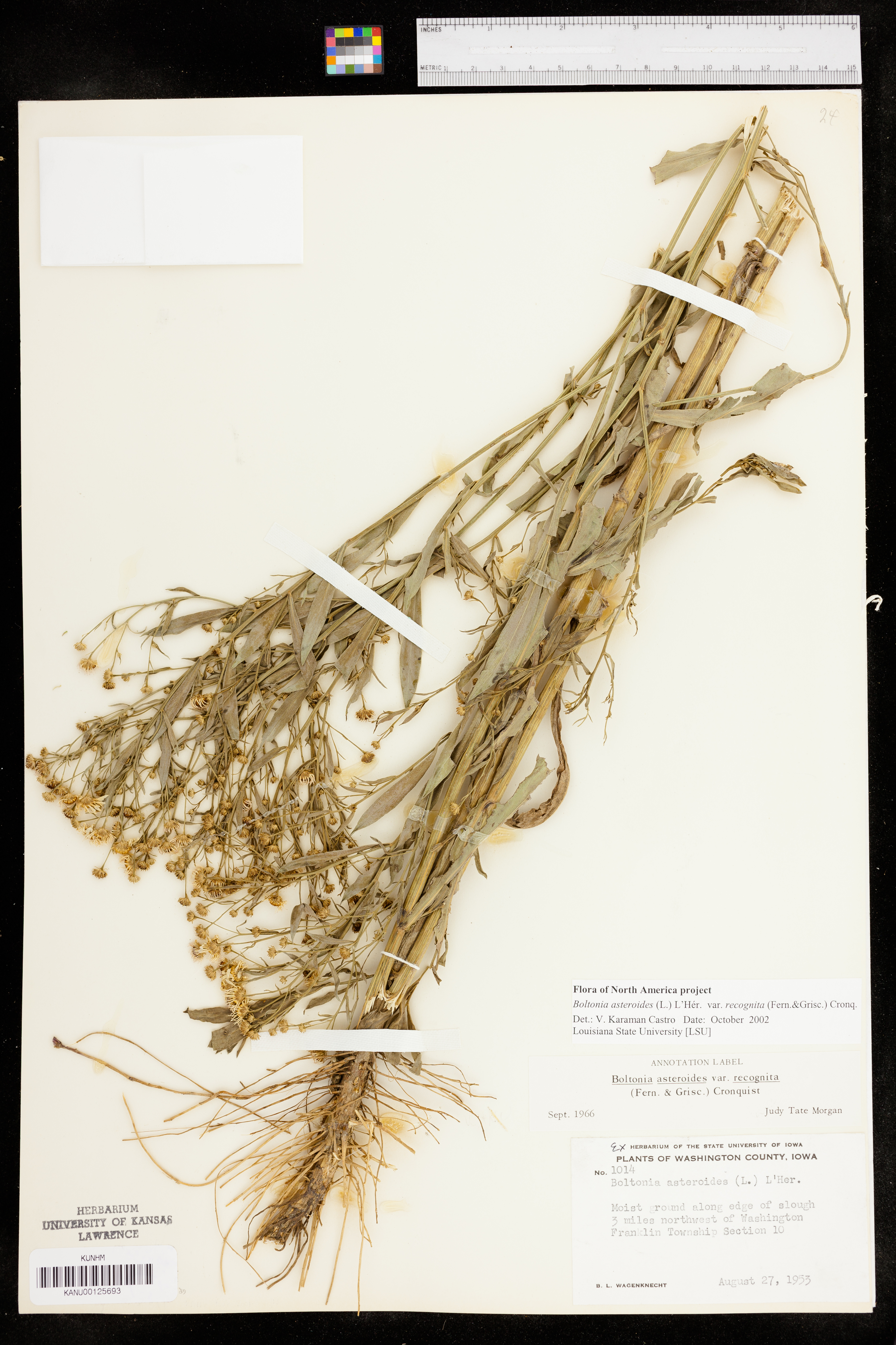 Boltonia asteroides var. recognita image