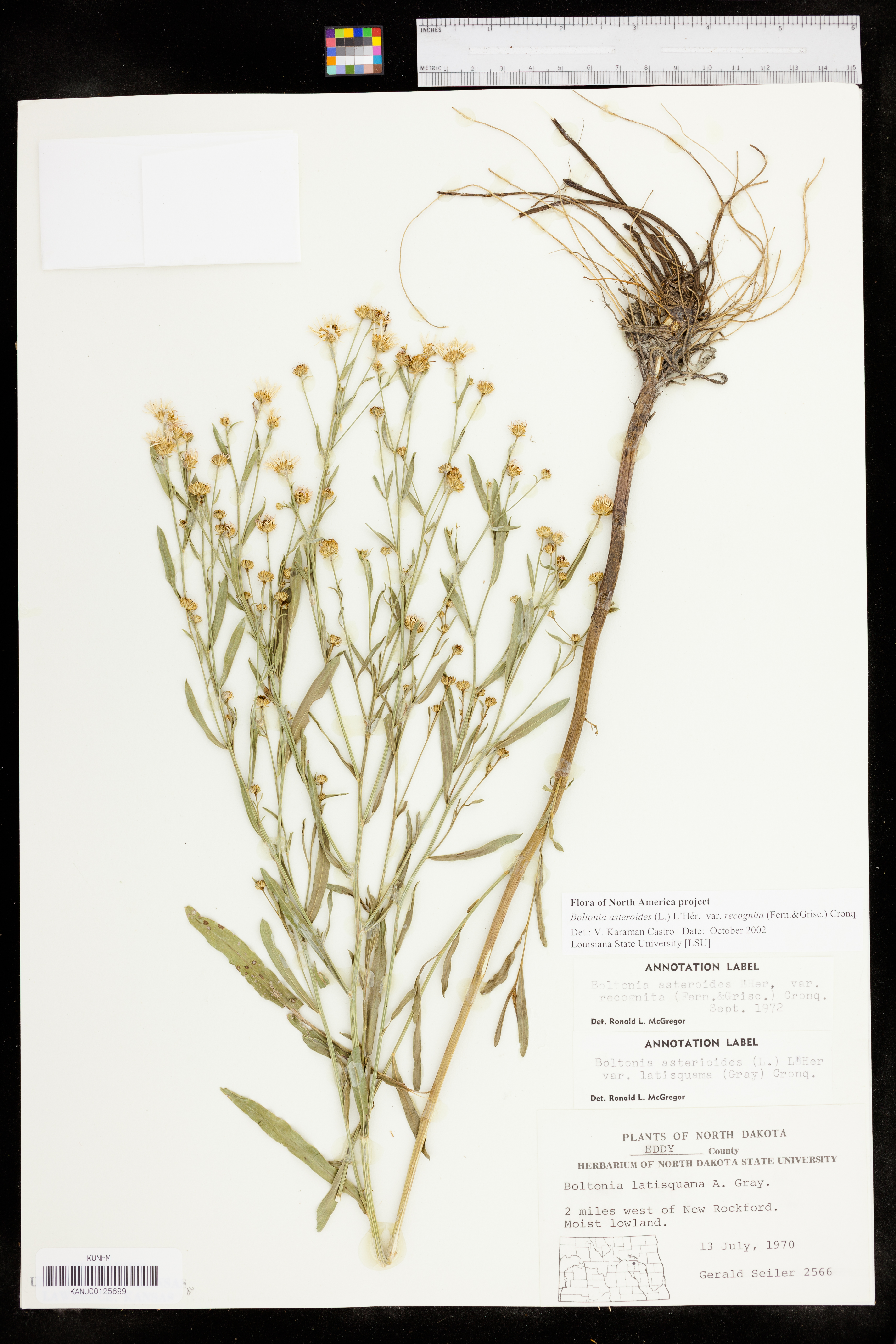 Boltonia asteroides var. recognita image