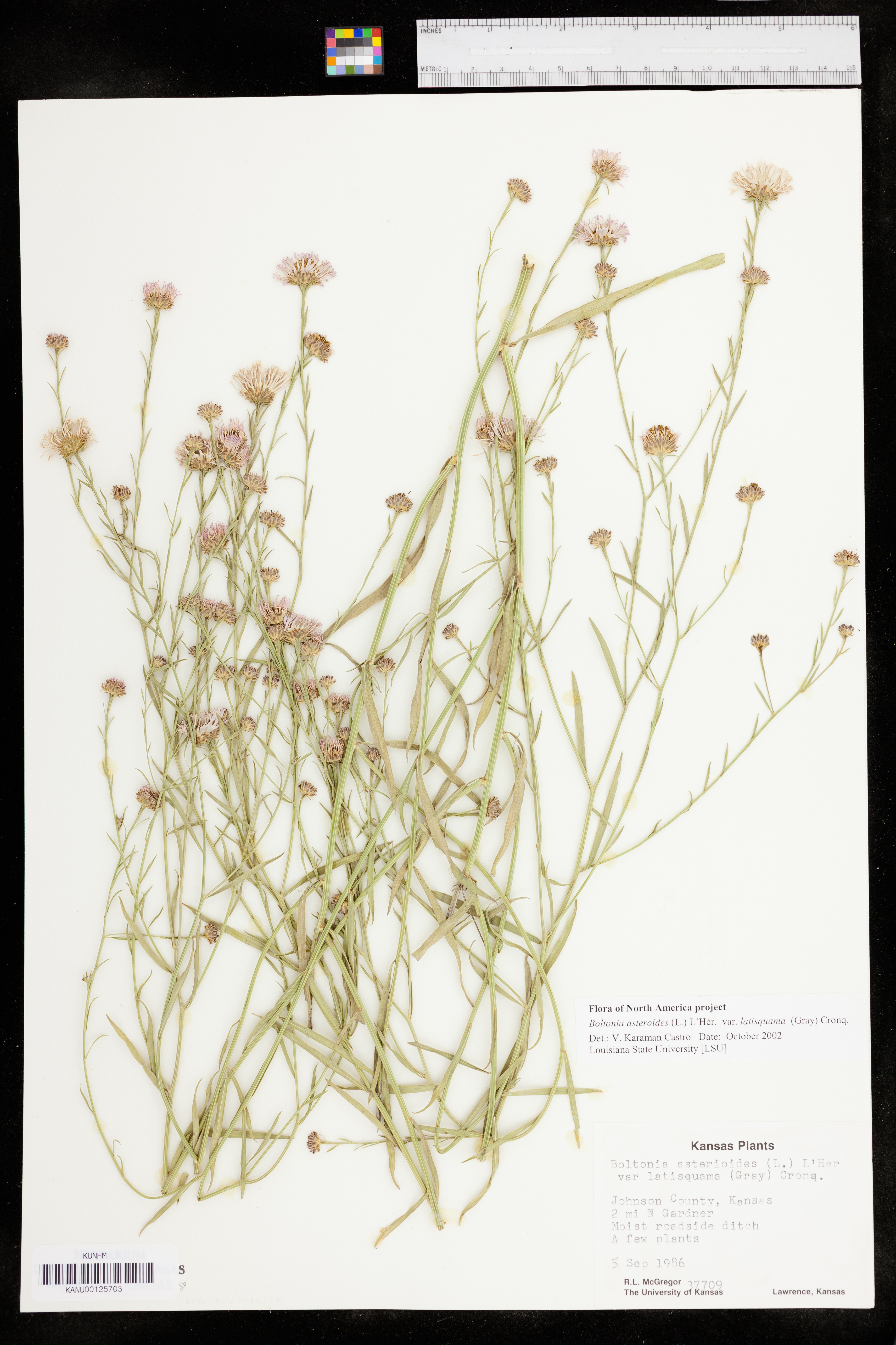 Boltonia asteroides var. latisquama image