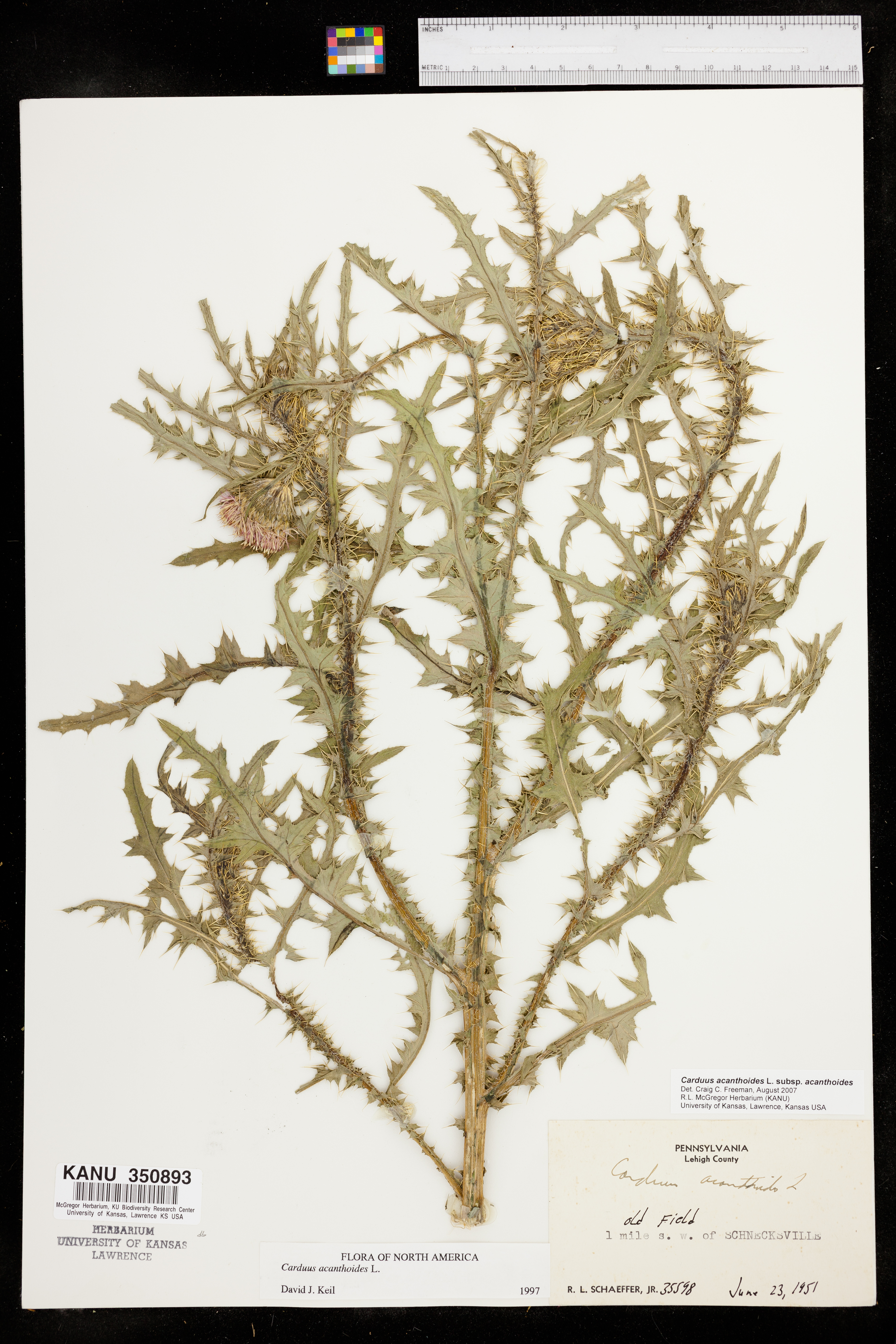 Carduus acanthoides image