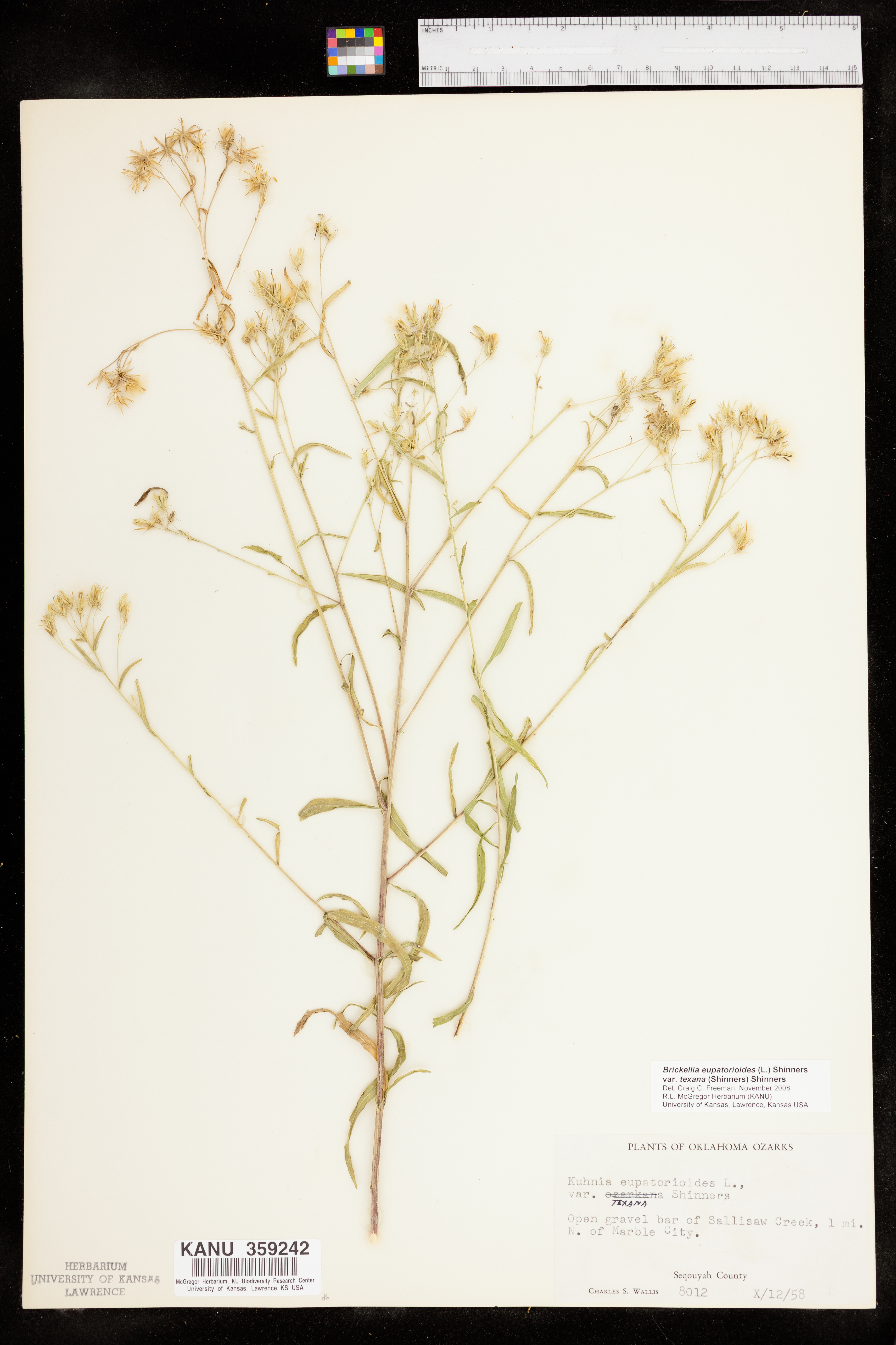 Brickellia eupatorioides var. texana image