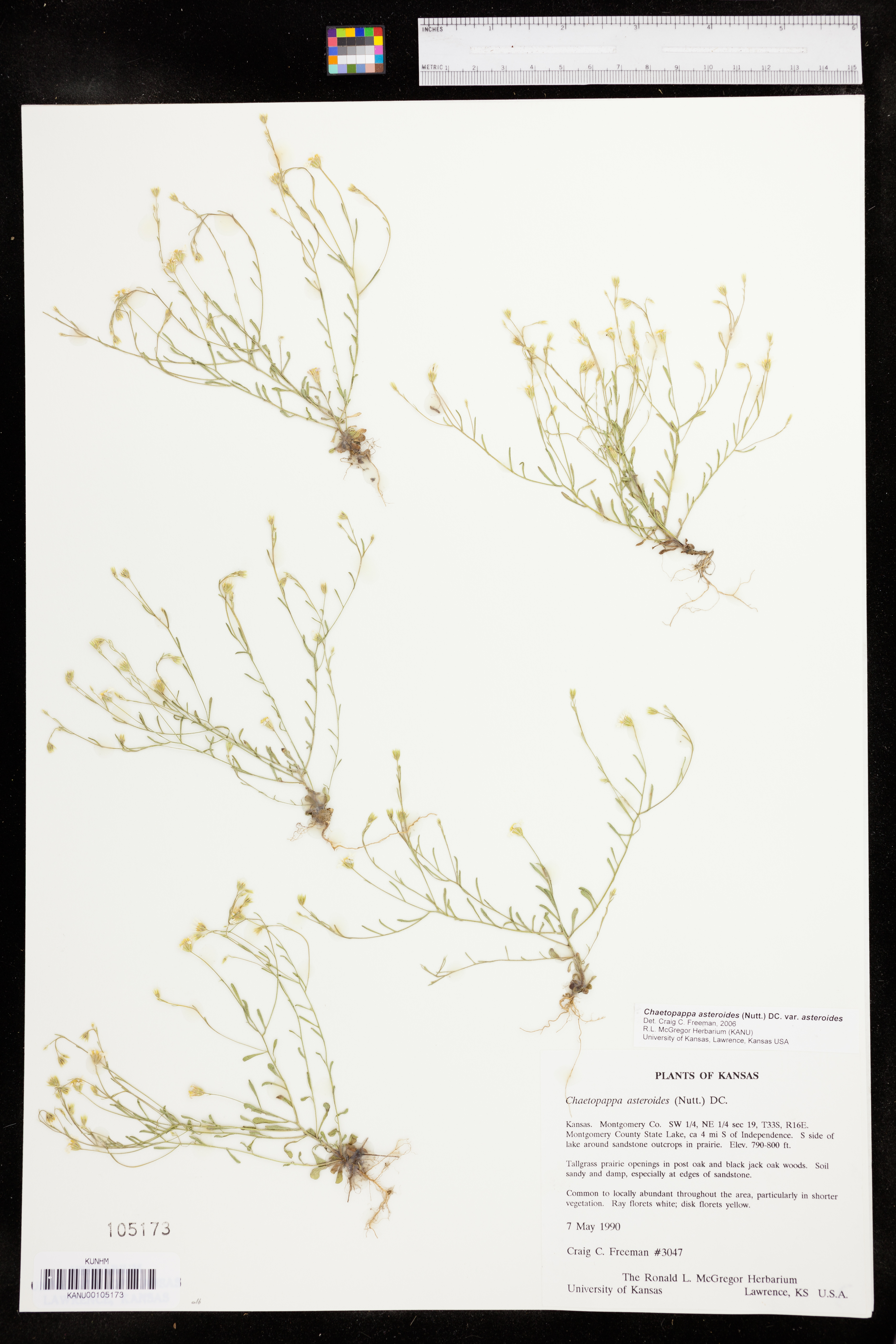 Chaetopappa asteroides image