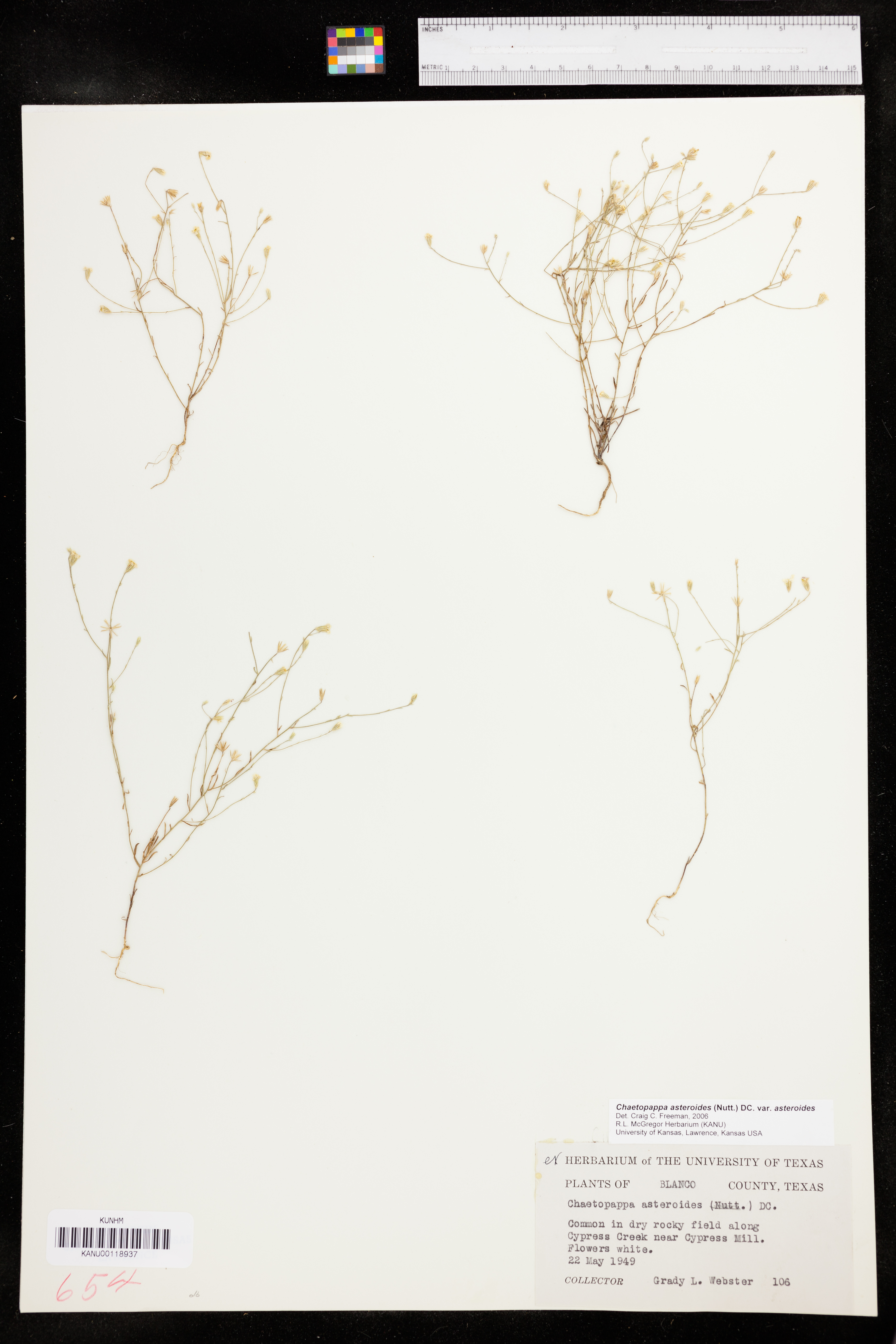 Chaetopappa asteroides var. asteroides image