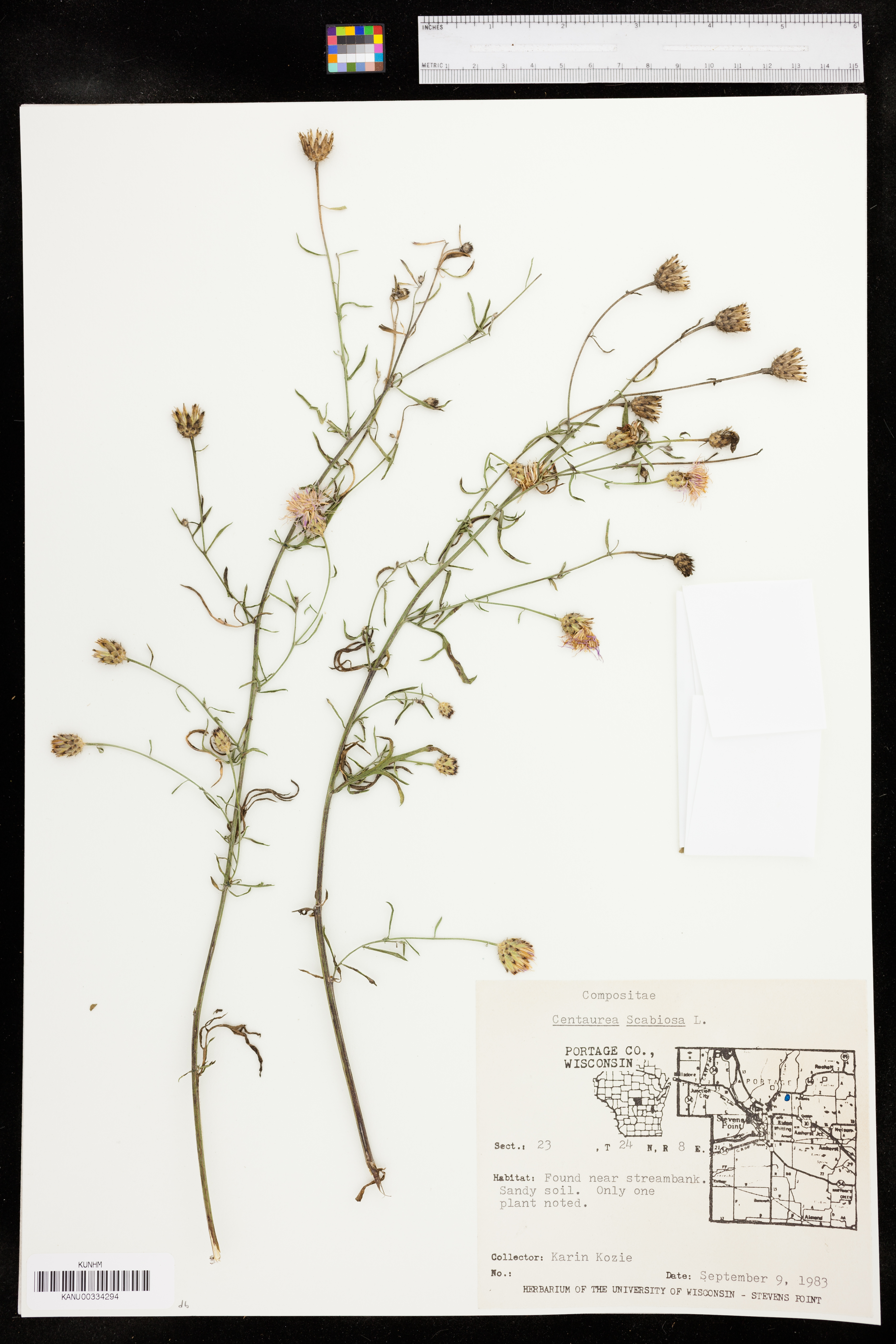 Centaurea scabiosa image