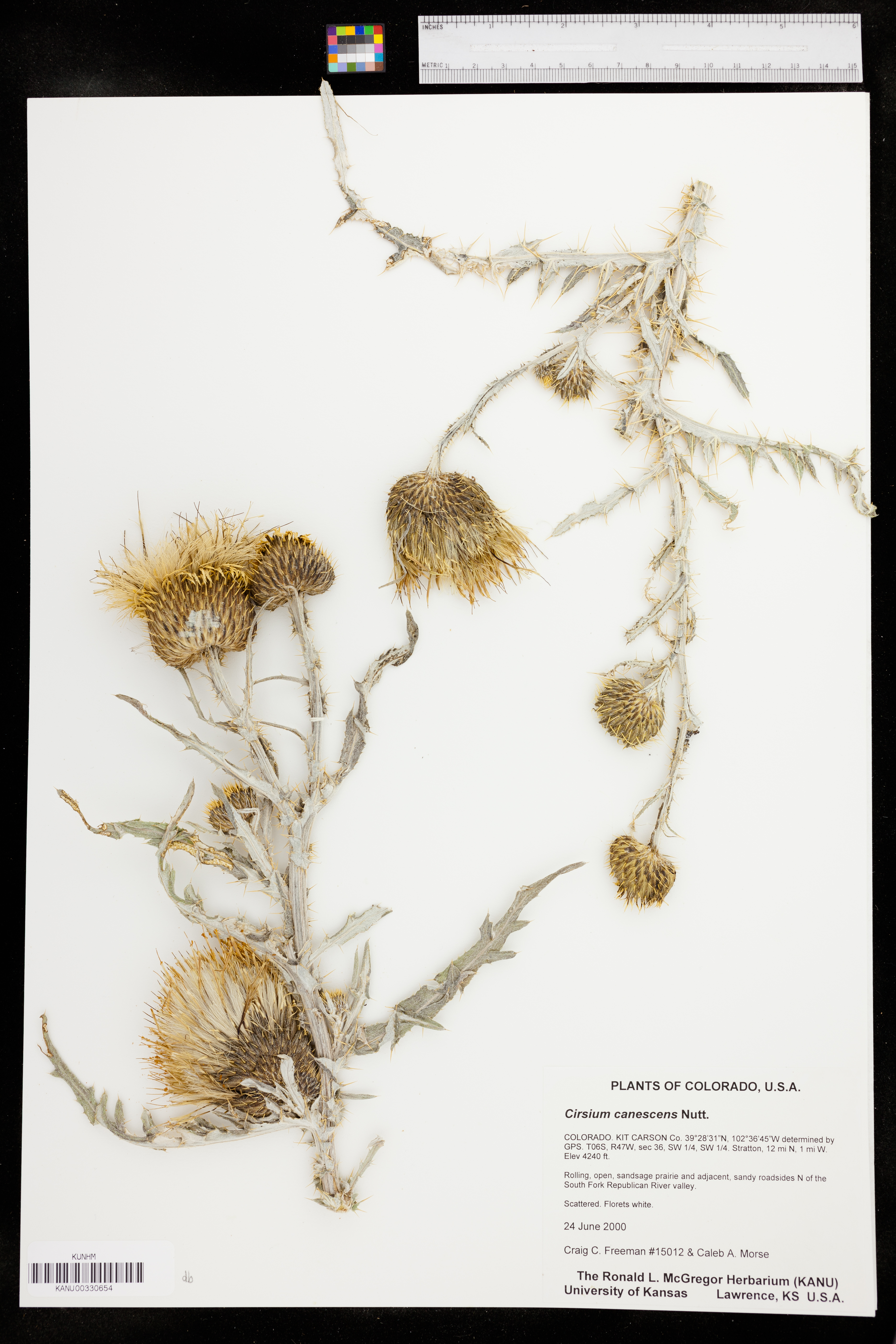 Cirsium canescens image