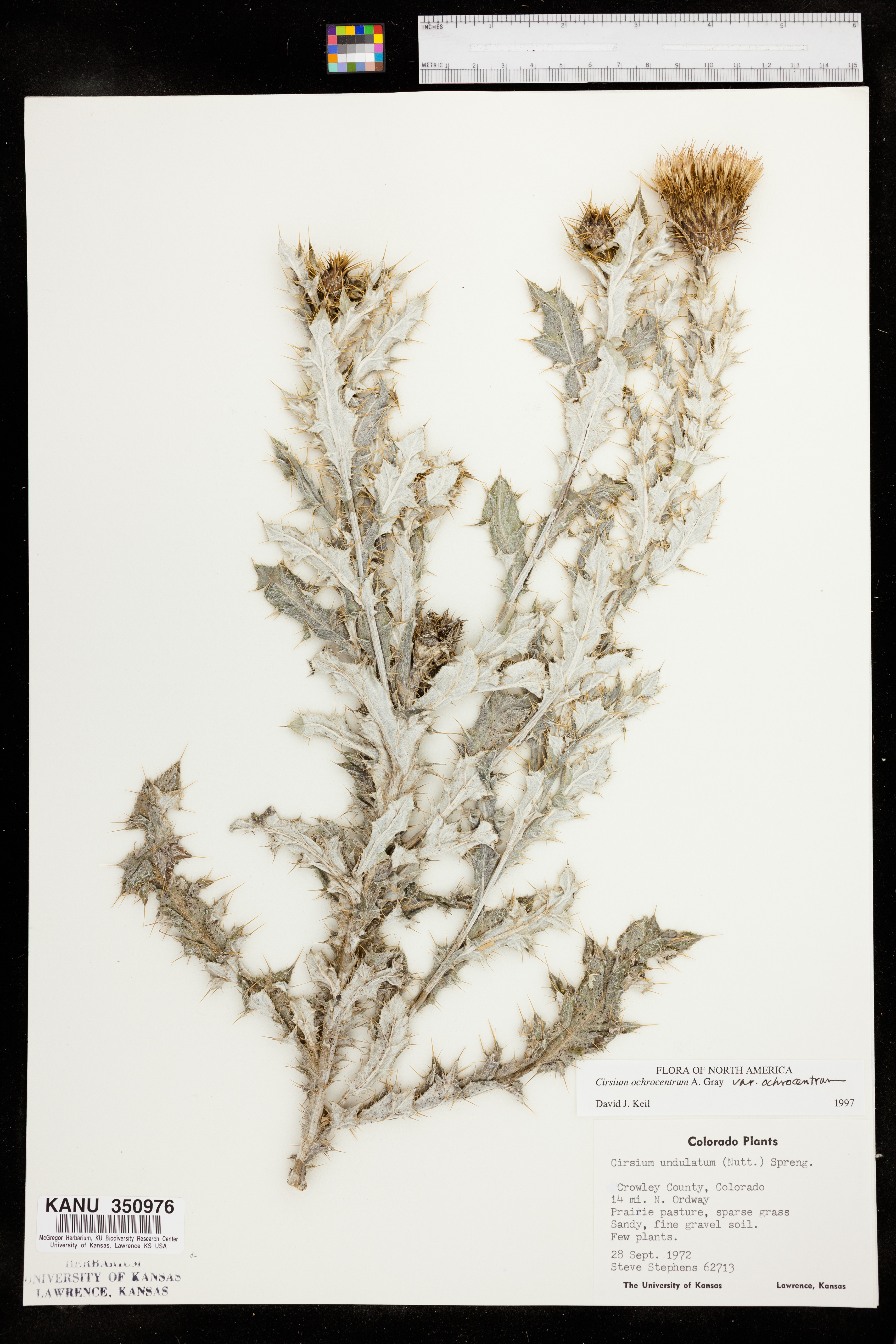 Cirsium ochrocentrum var. ochrocentrum image