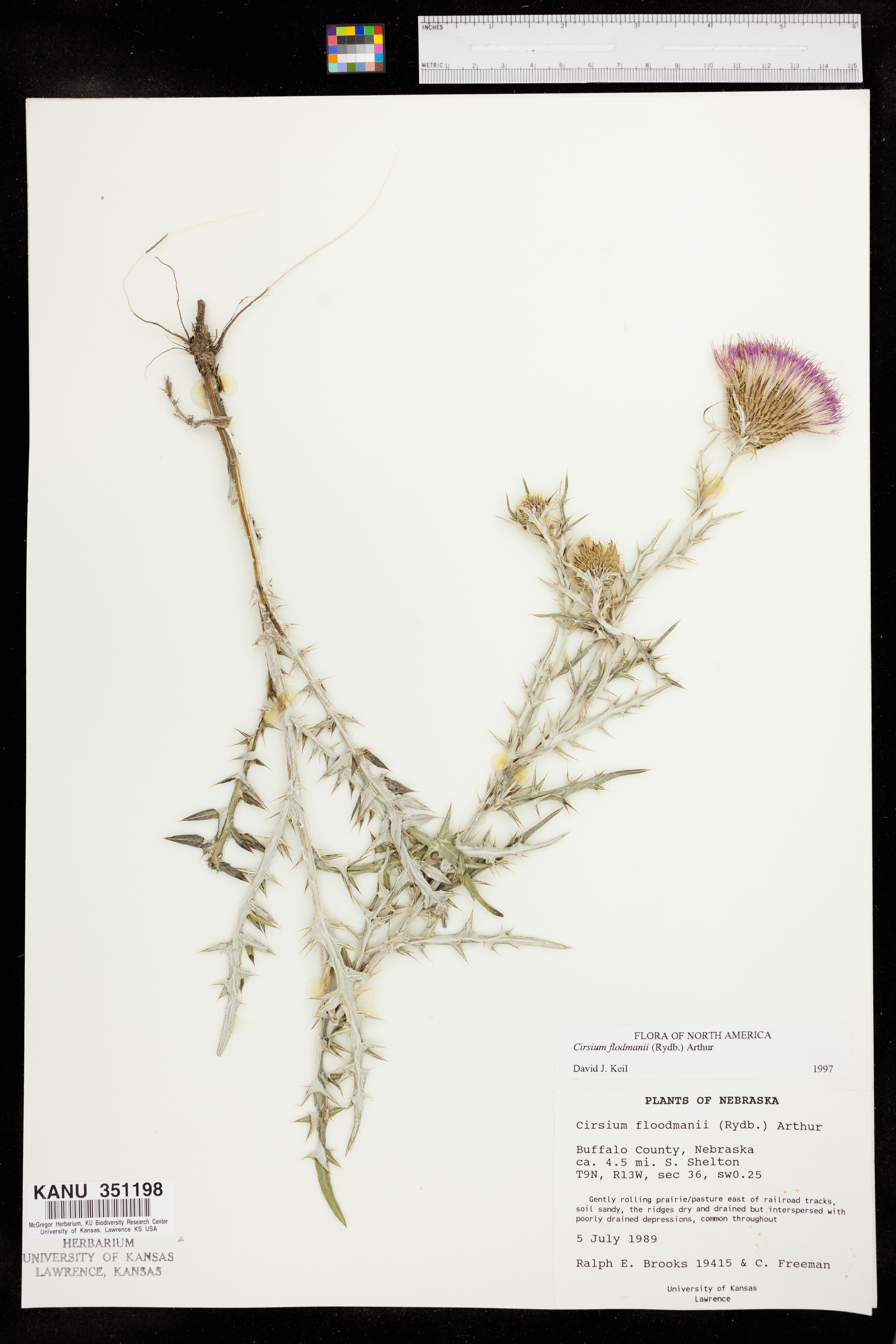 Cirsium flodmanii image