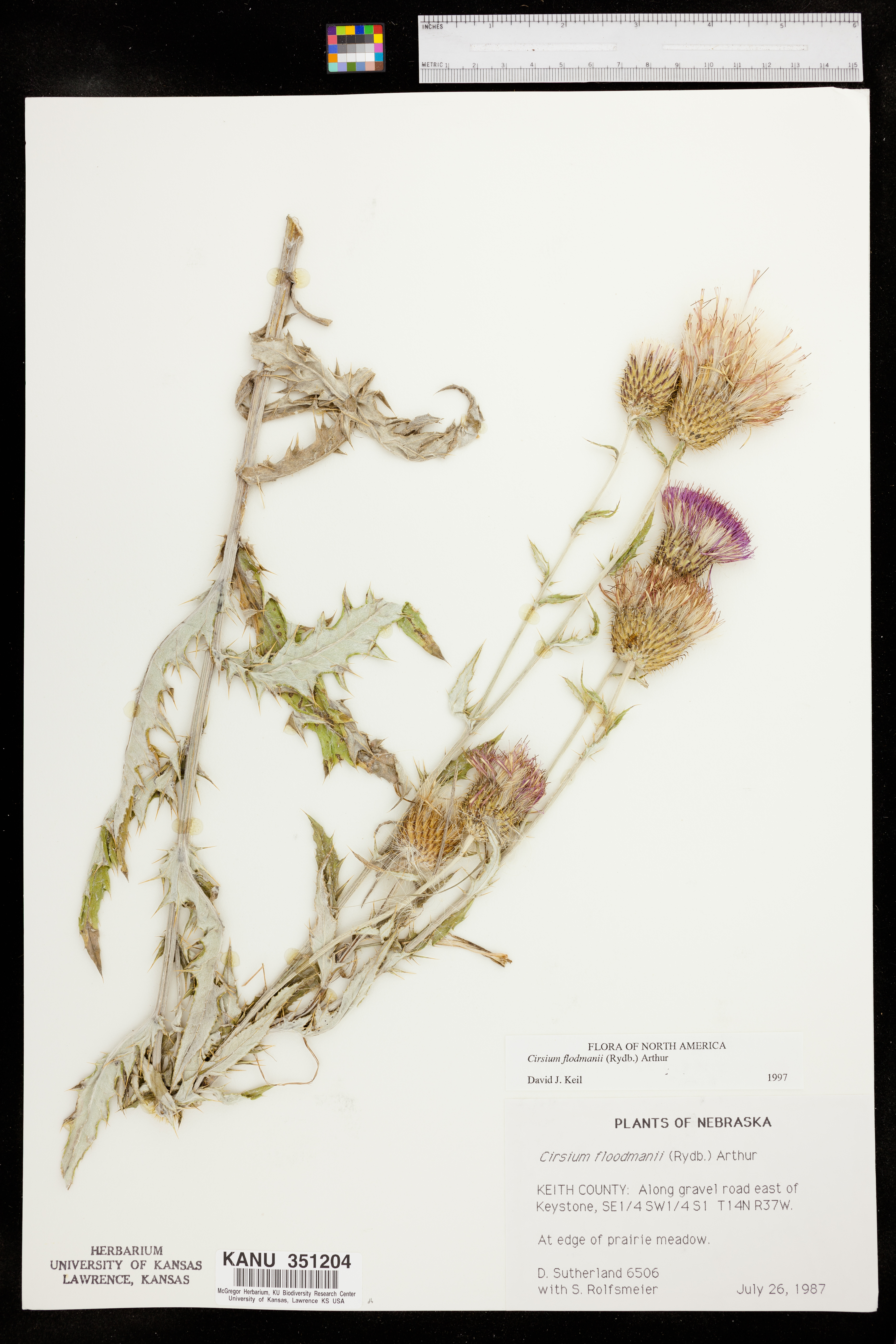 Cirsium flodmanii image