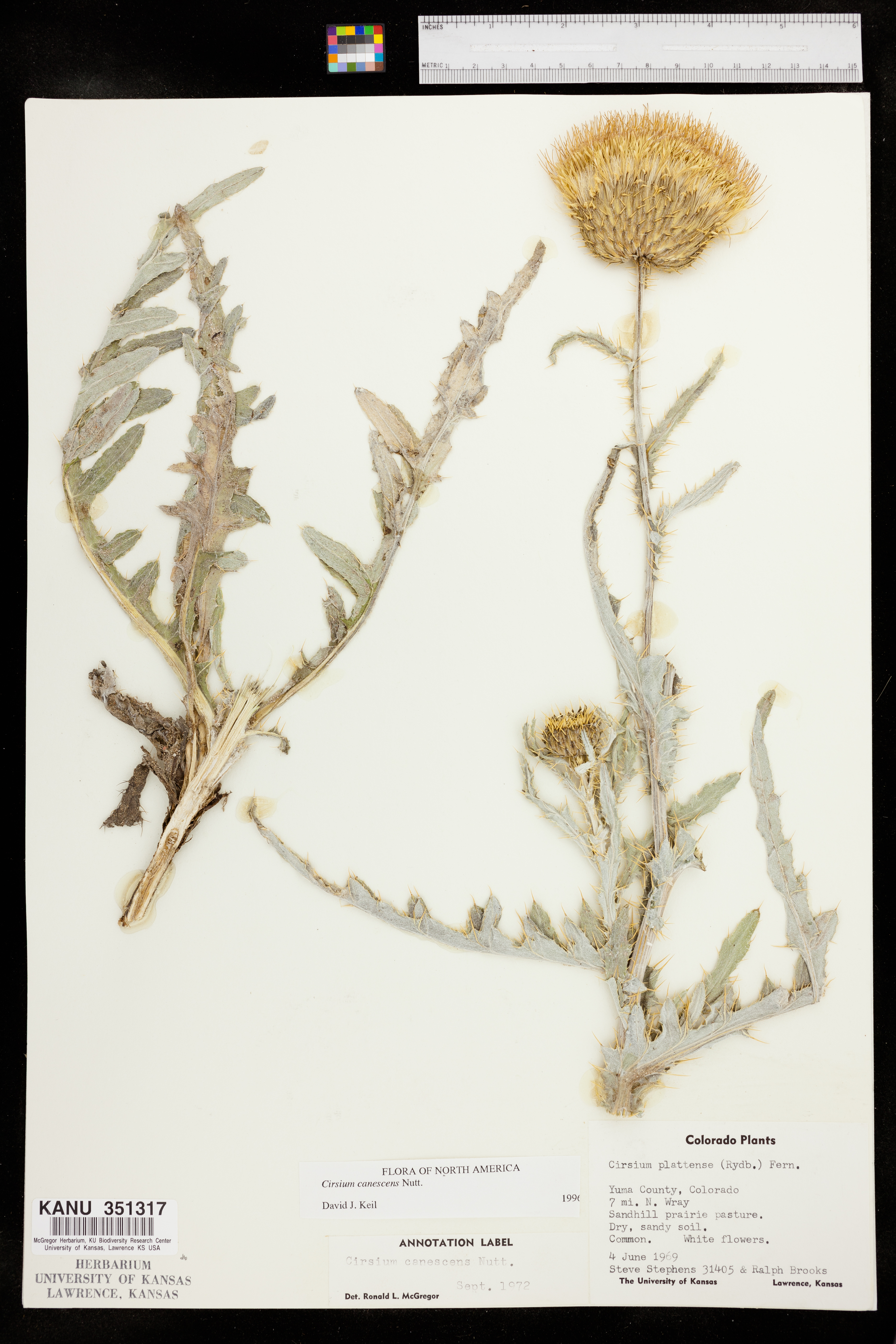 Cirsium canescens image