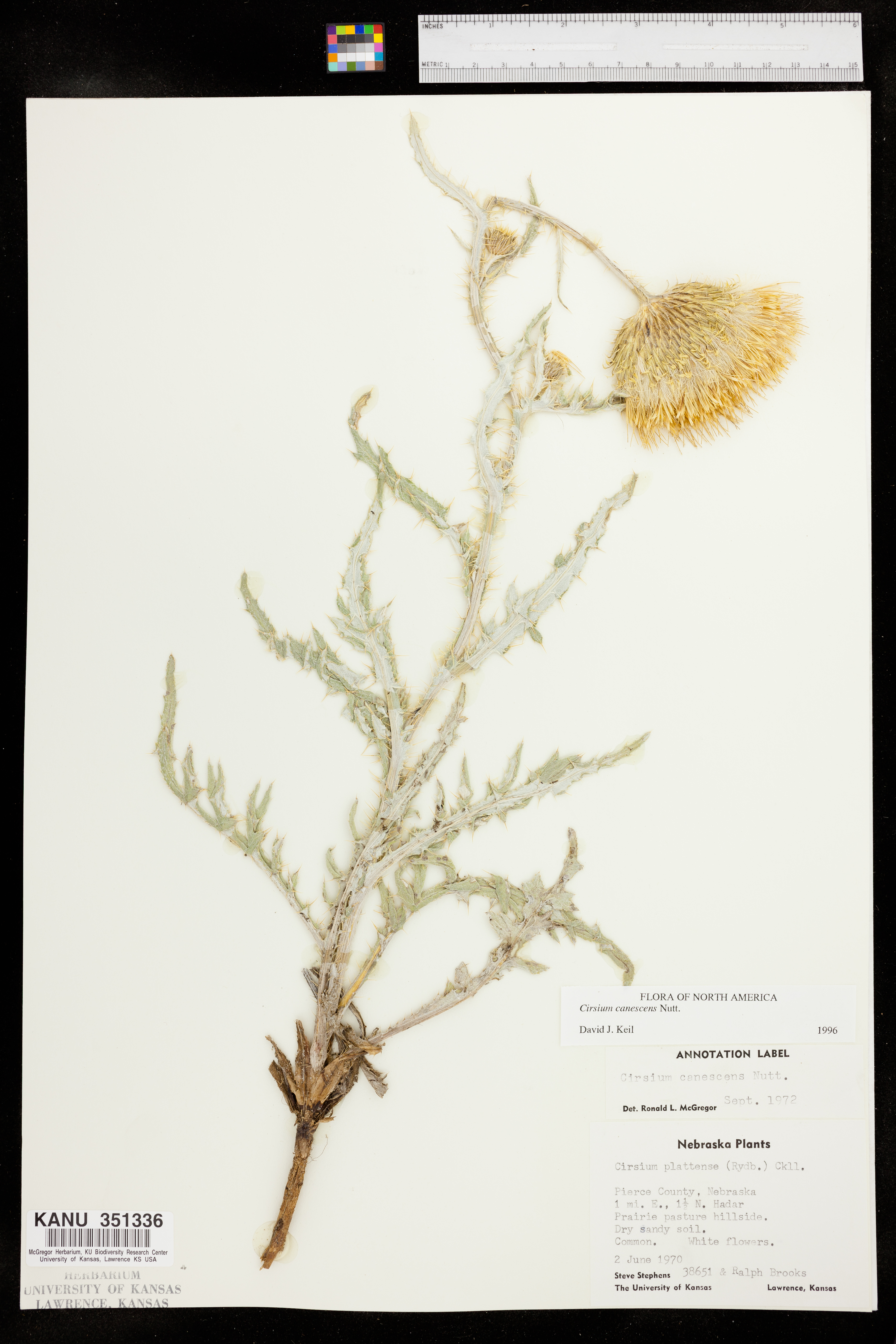 Cirsium canescens image