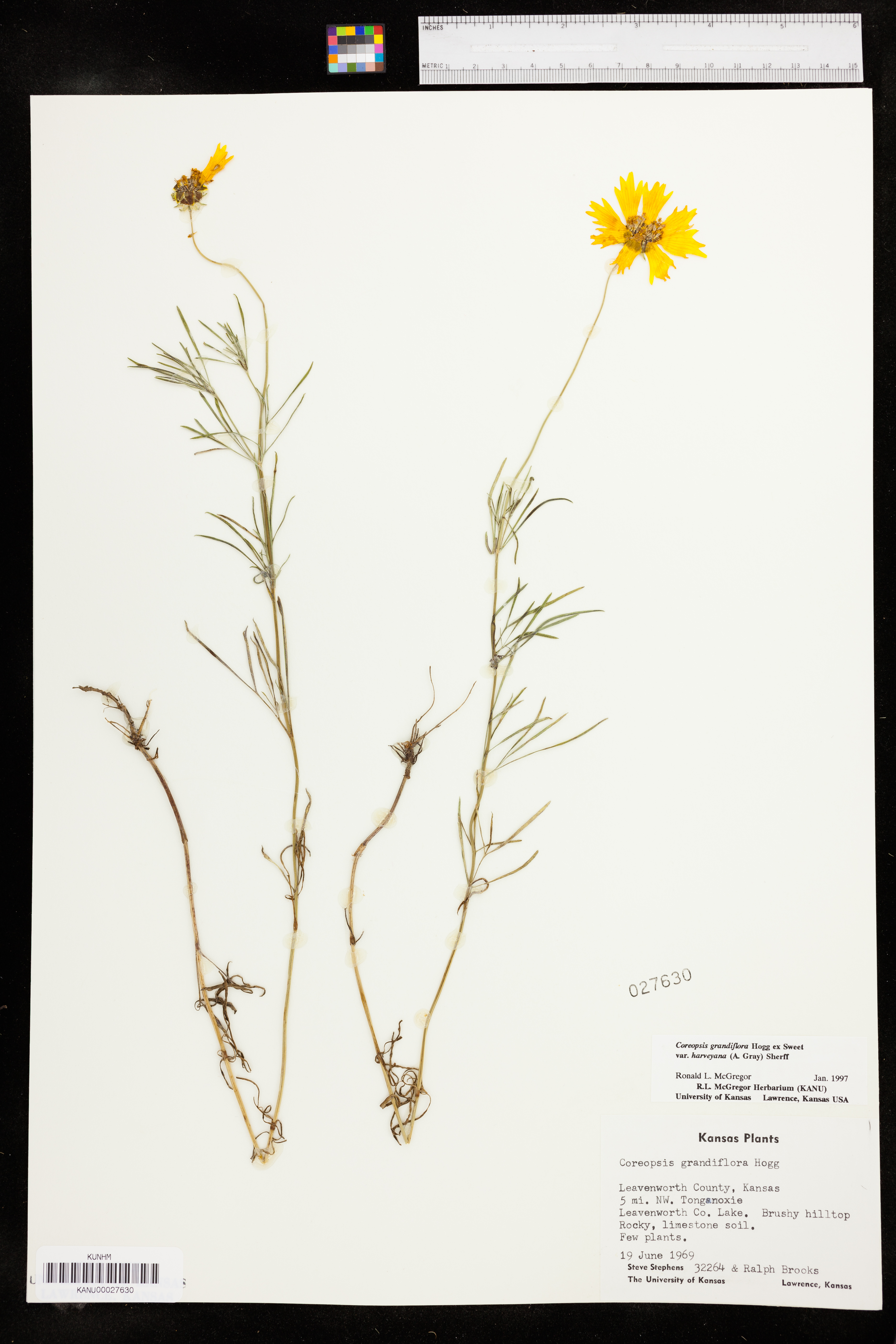 Coreopsis grandiflora var. harveyana image