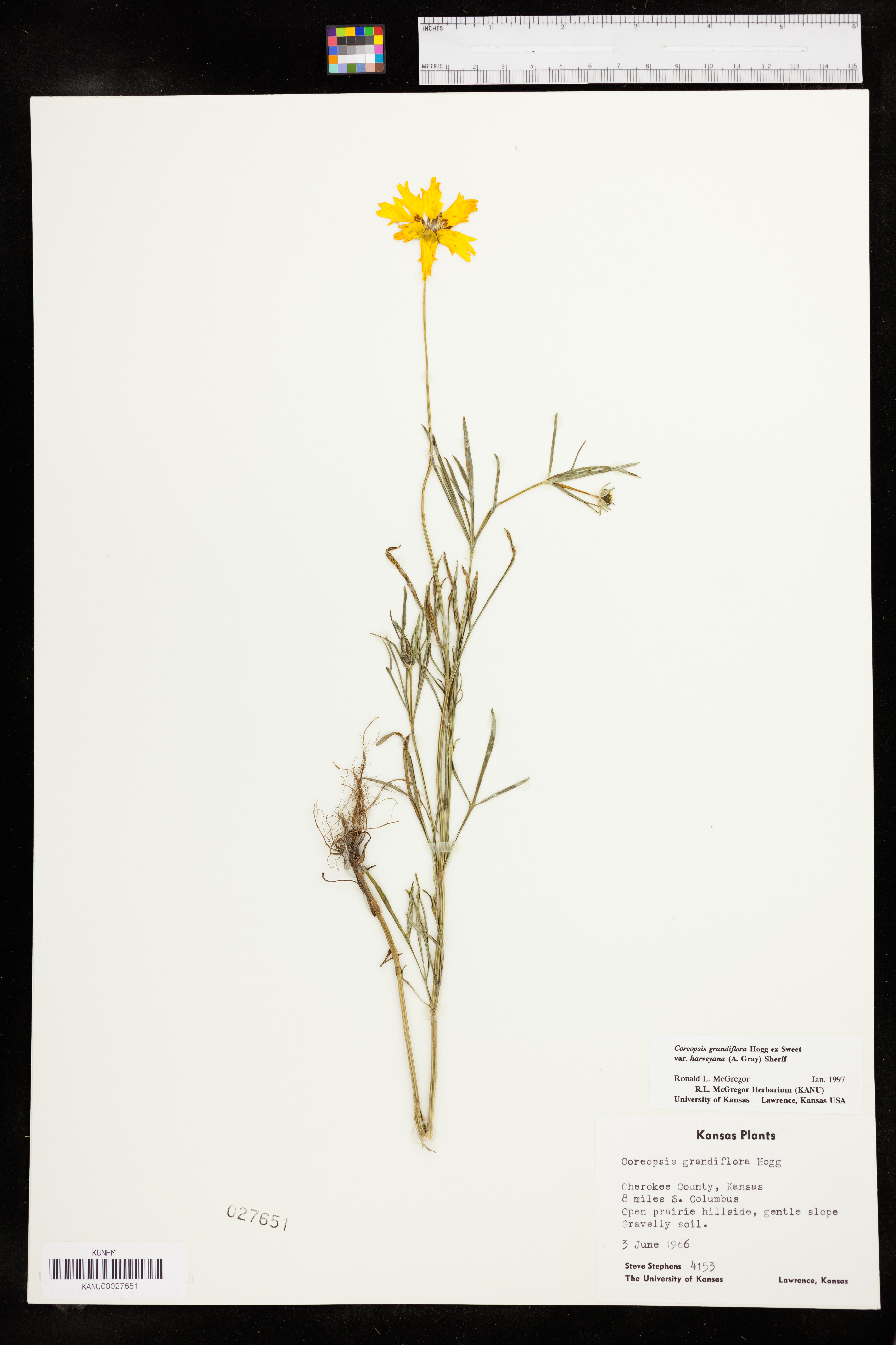 Coreopsis grandiflora var. harveyana image