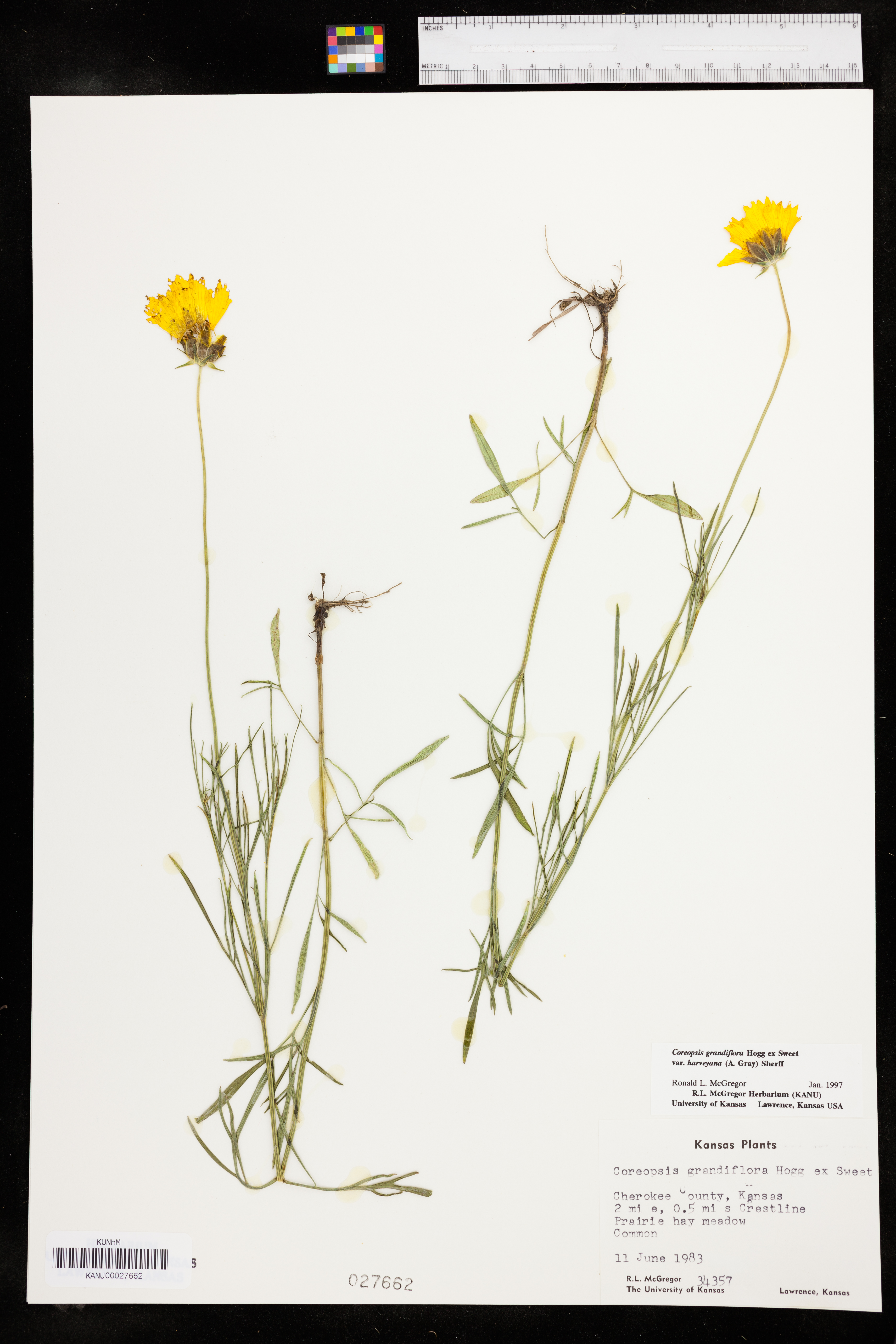 Coreopsis grandiflora var. harveyana image