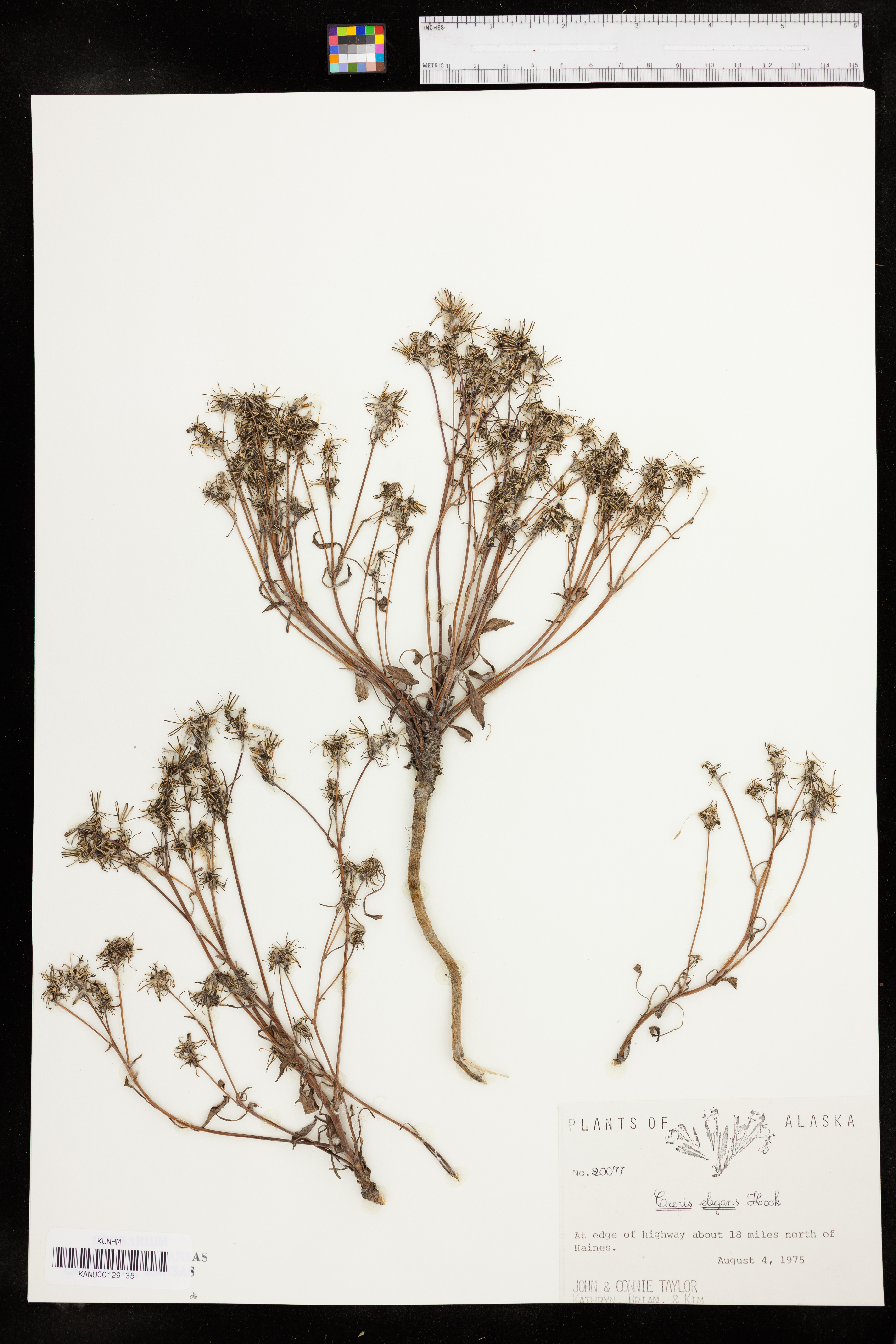 Crepis elegans image