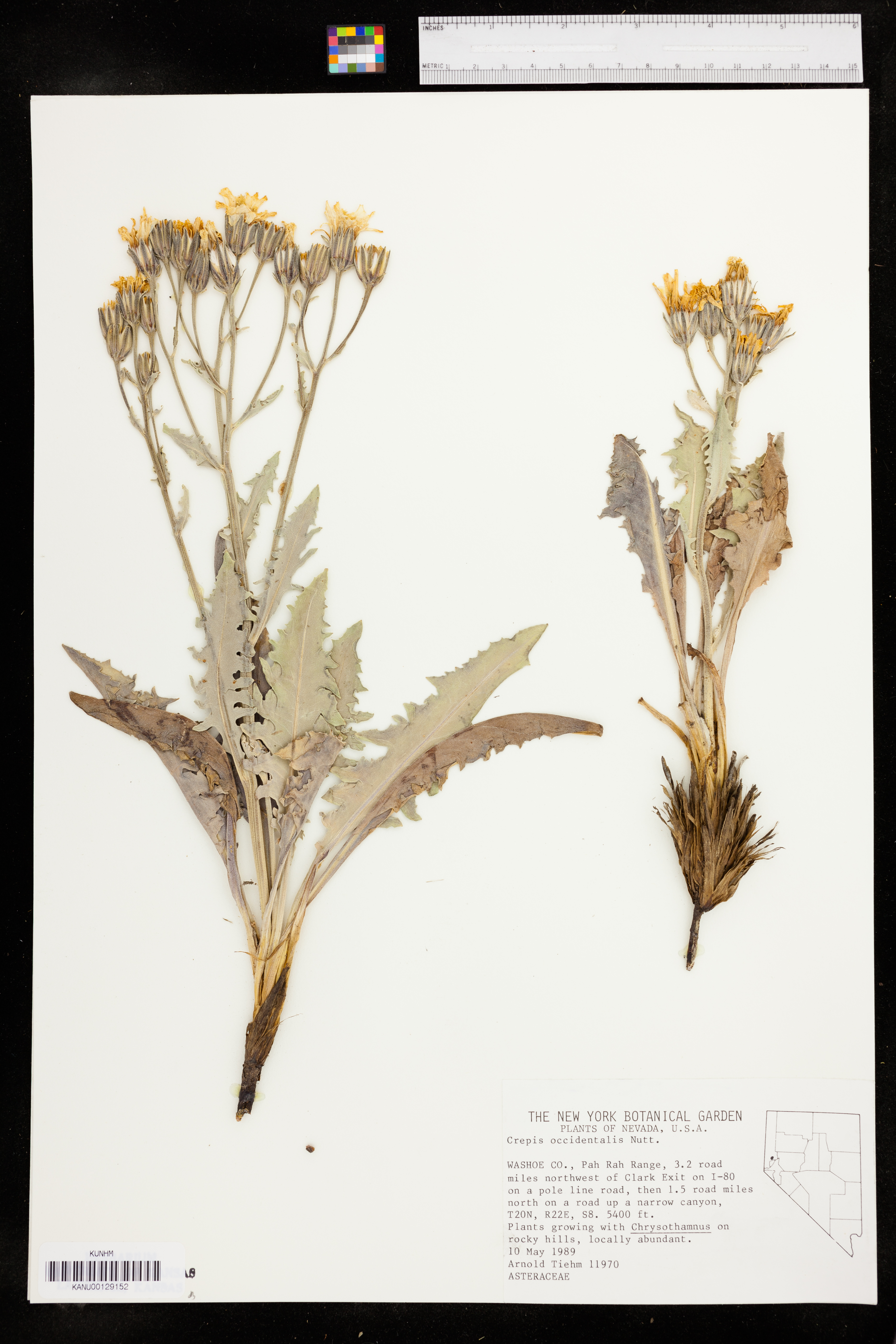 Crepis occidentalis subsp. pumila image