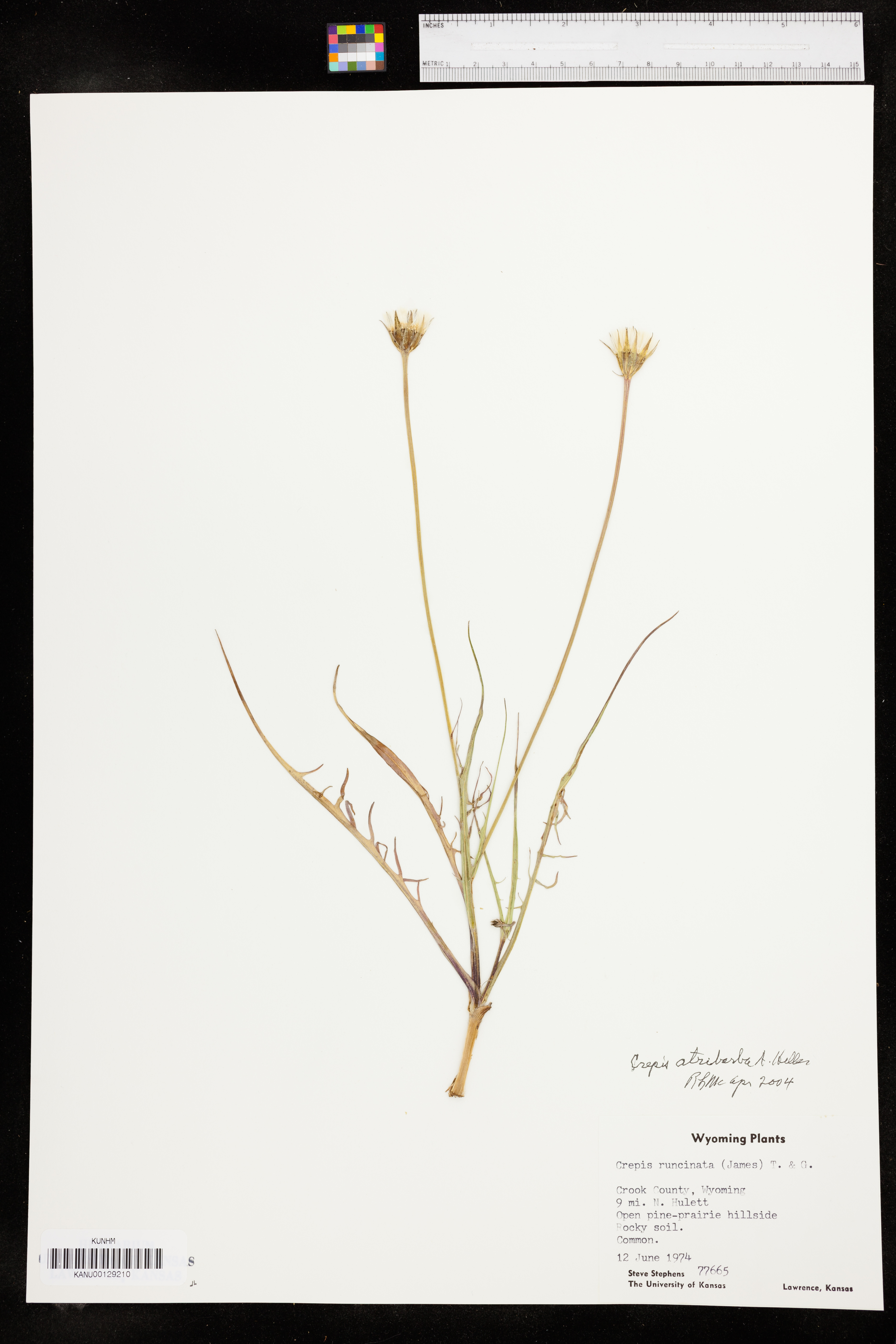 Crepis atribarba image