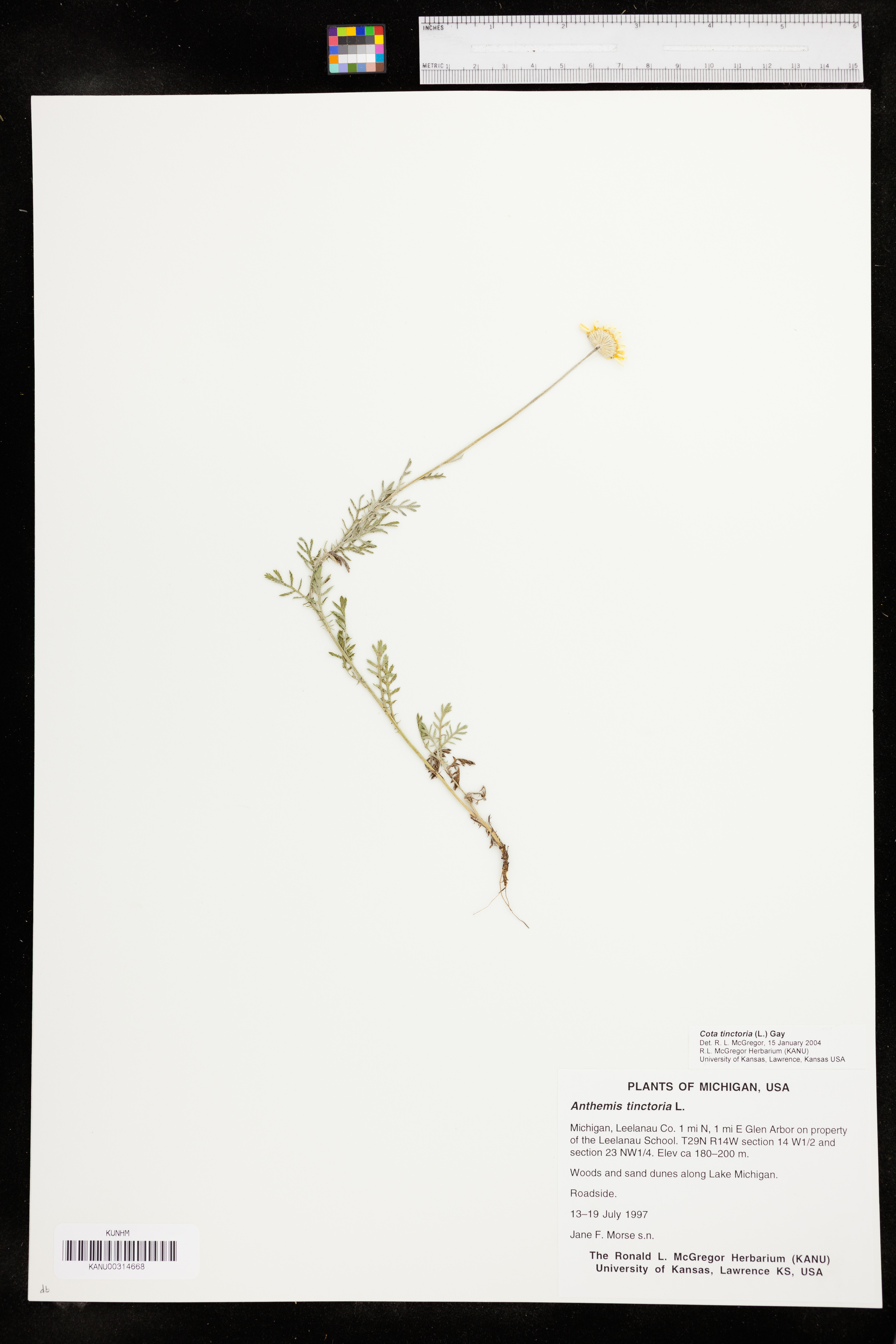 Cota tinctoria image