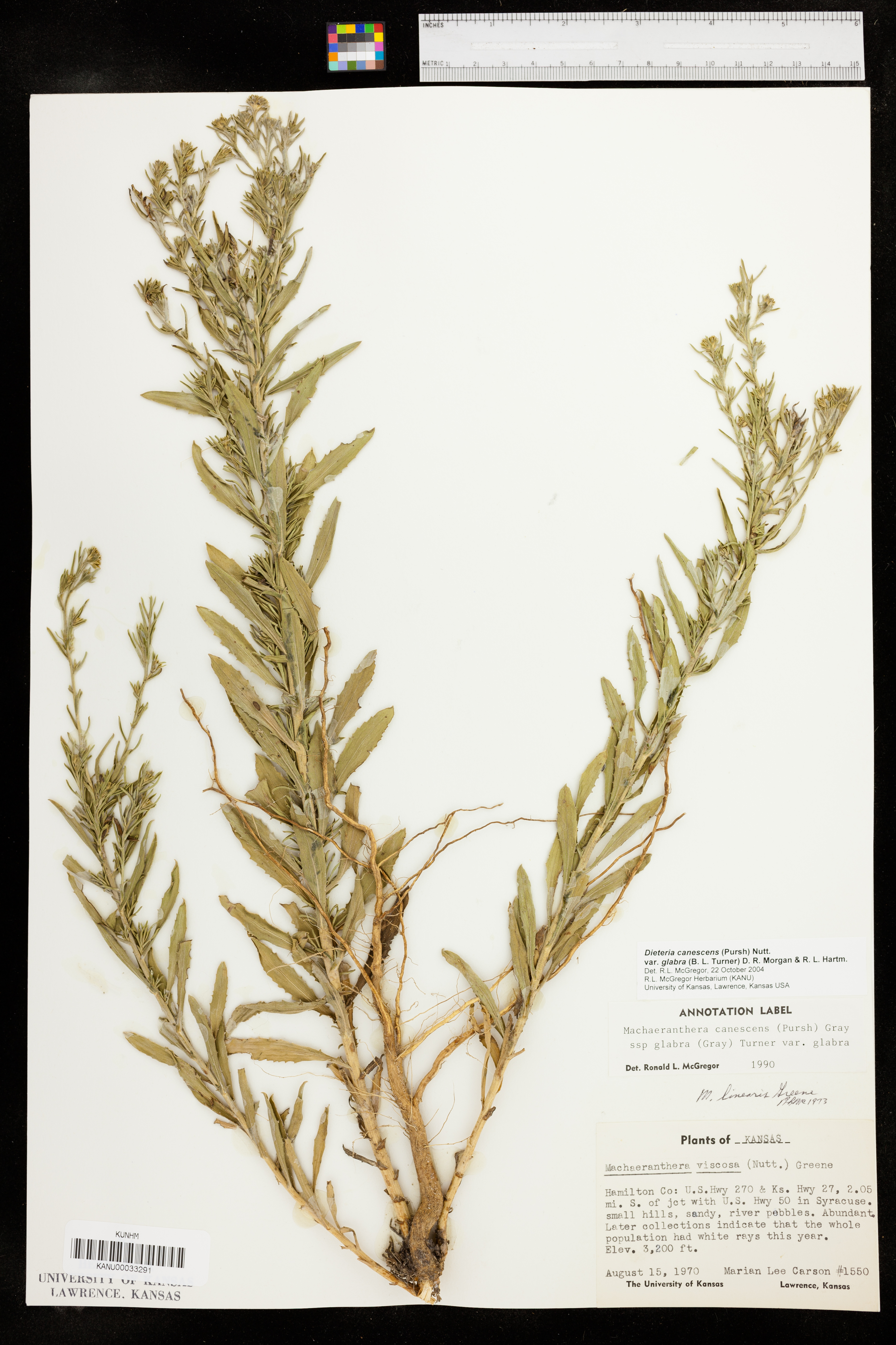 Dieteria canescens var. glabra image