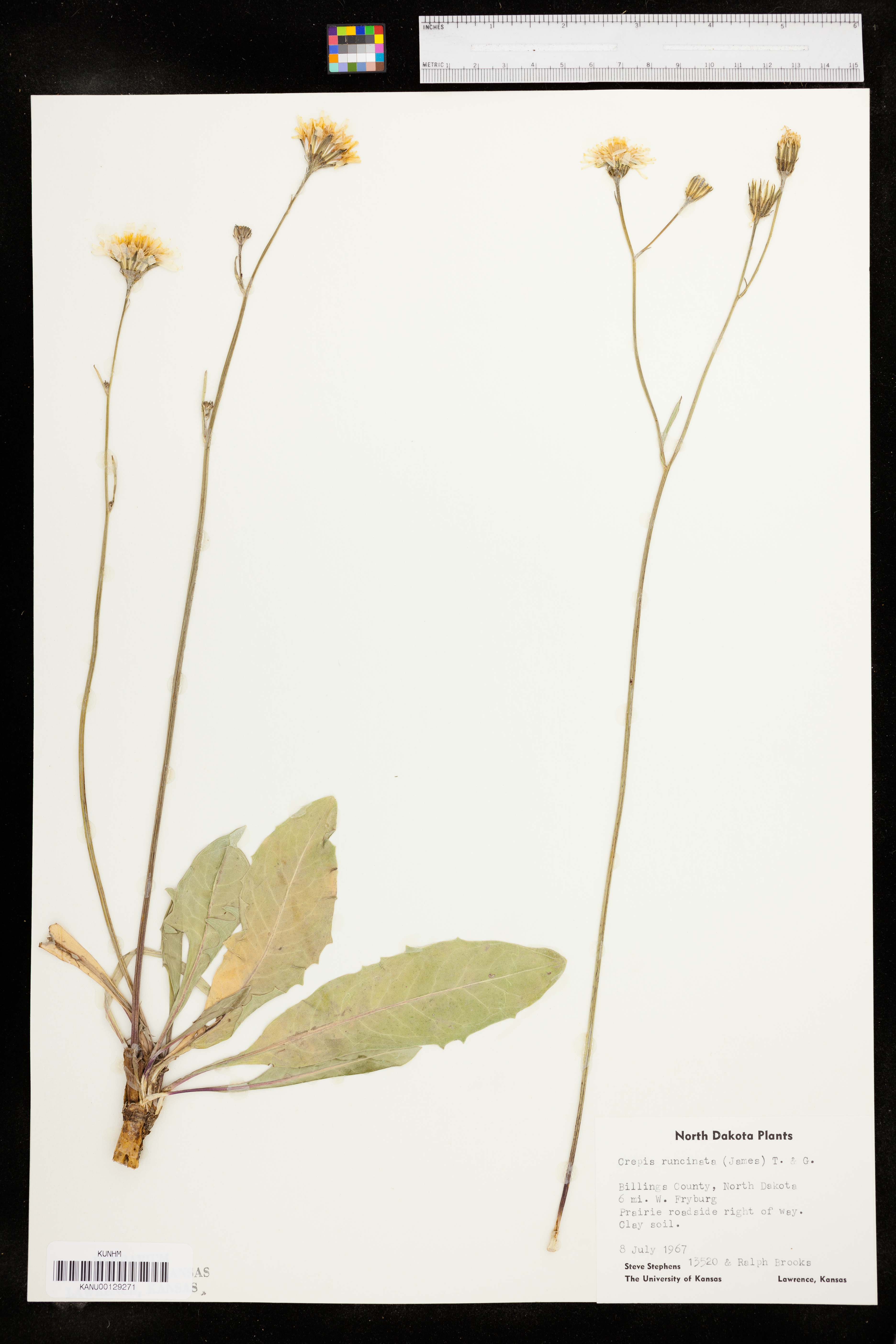 Crepis runcinata subsp. runcinata image