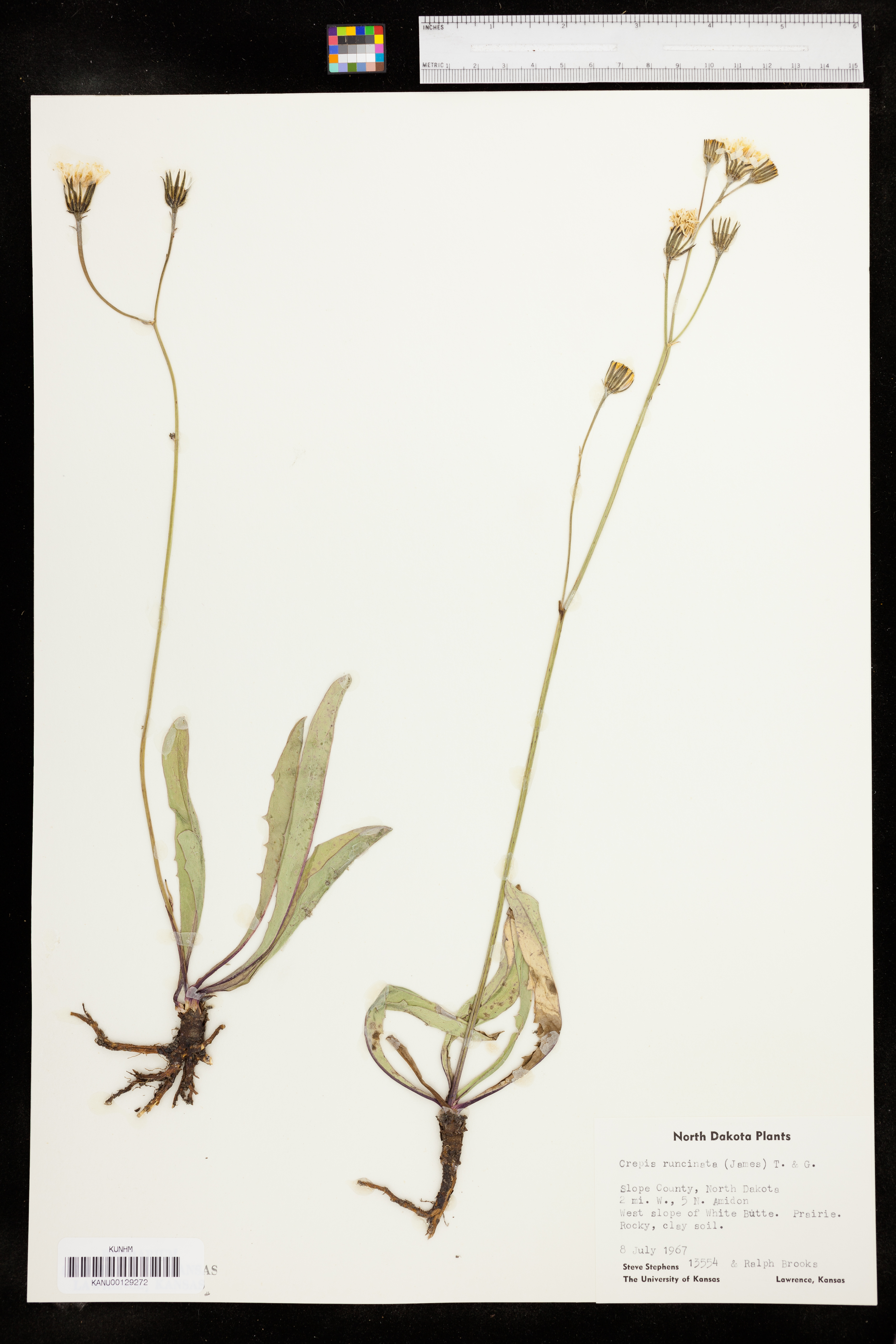 Crepis runcinata subsp. runcinata image