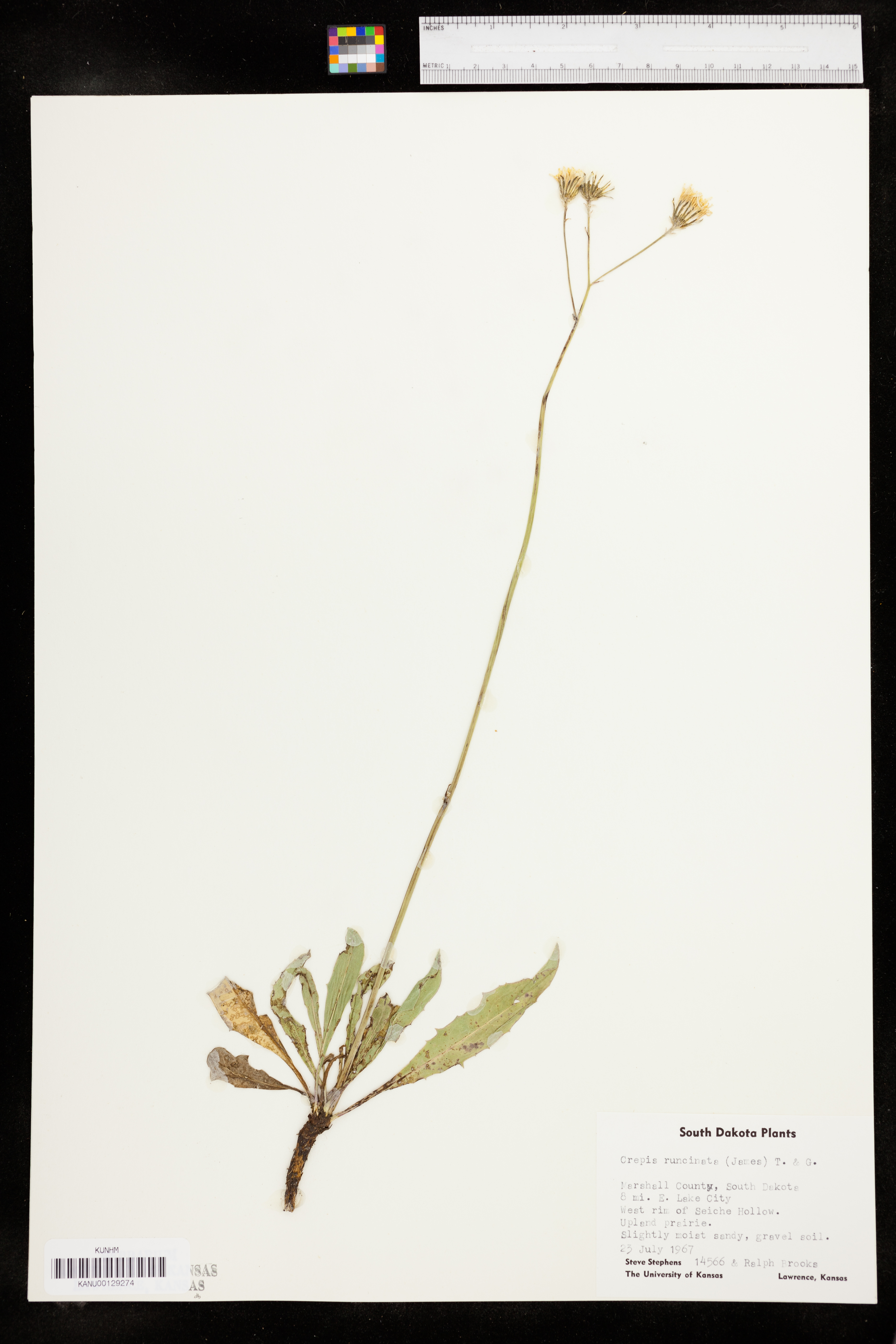 Crepis runcinata subsp. runcinata image