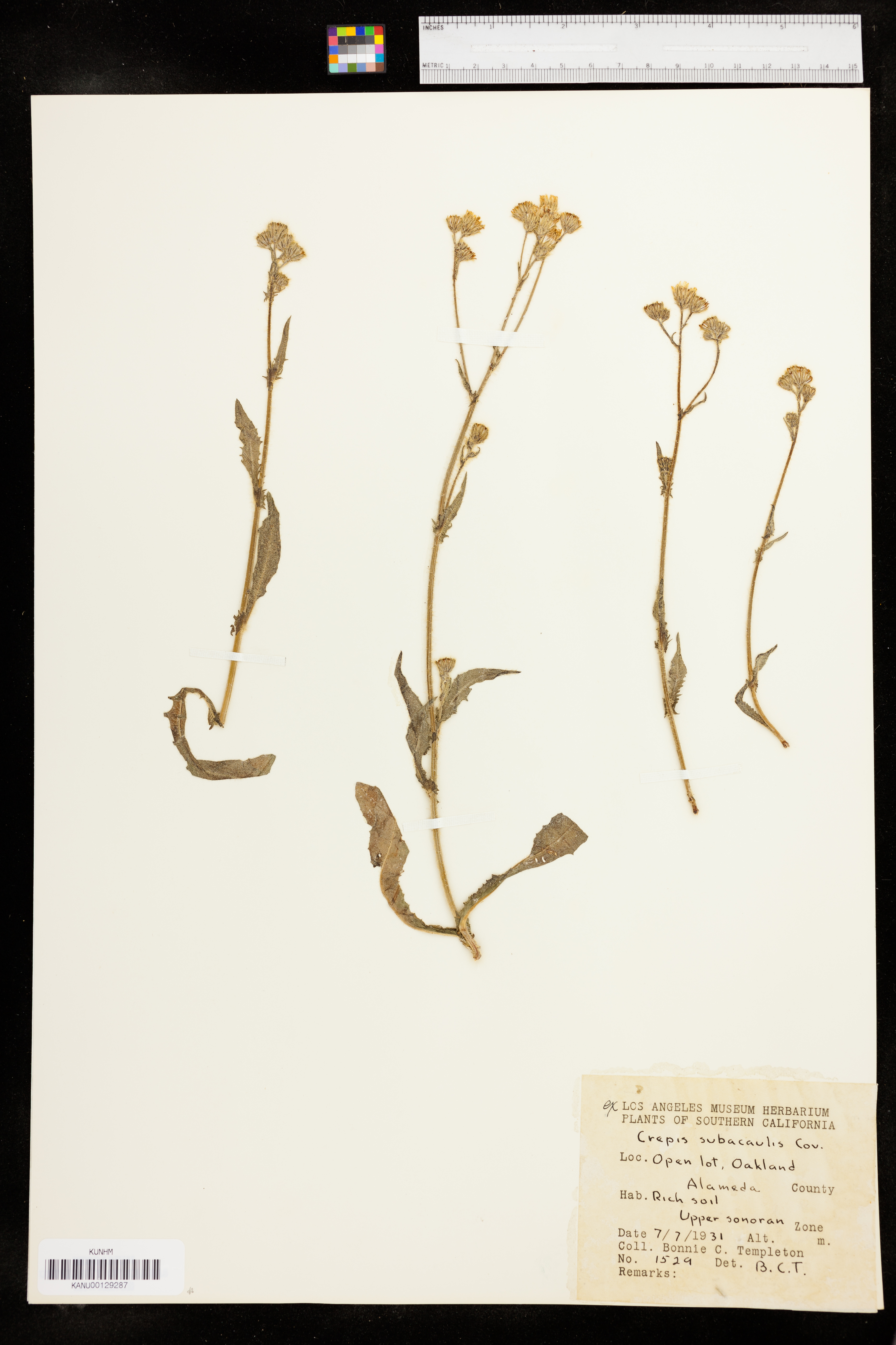 Crepis setosa image
