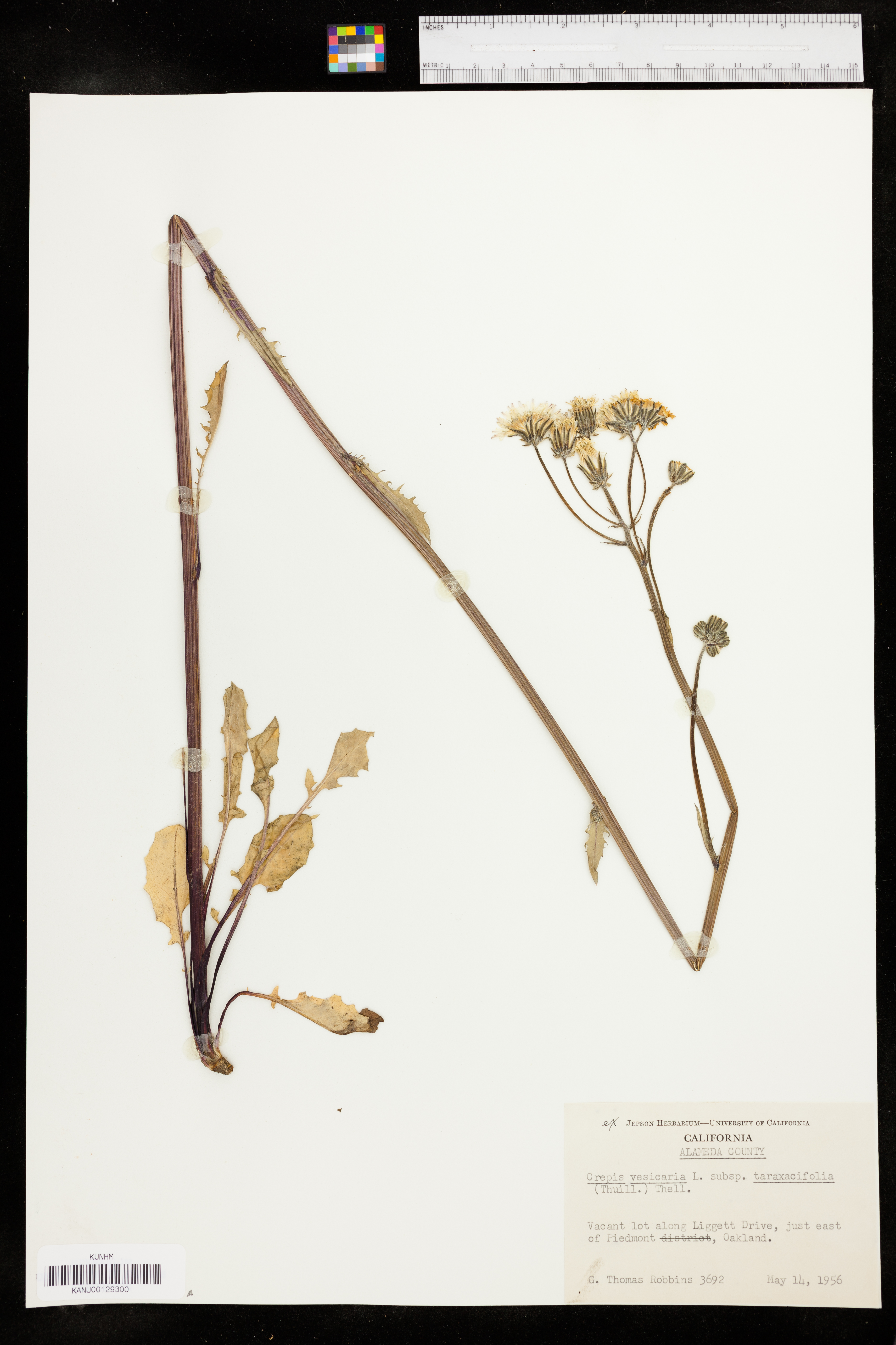 Crepis vesicaria image