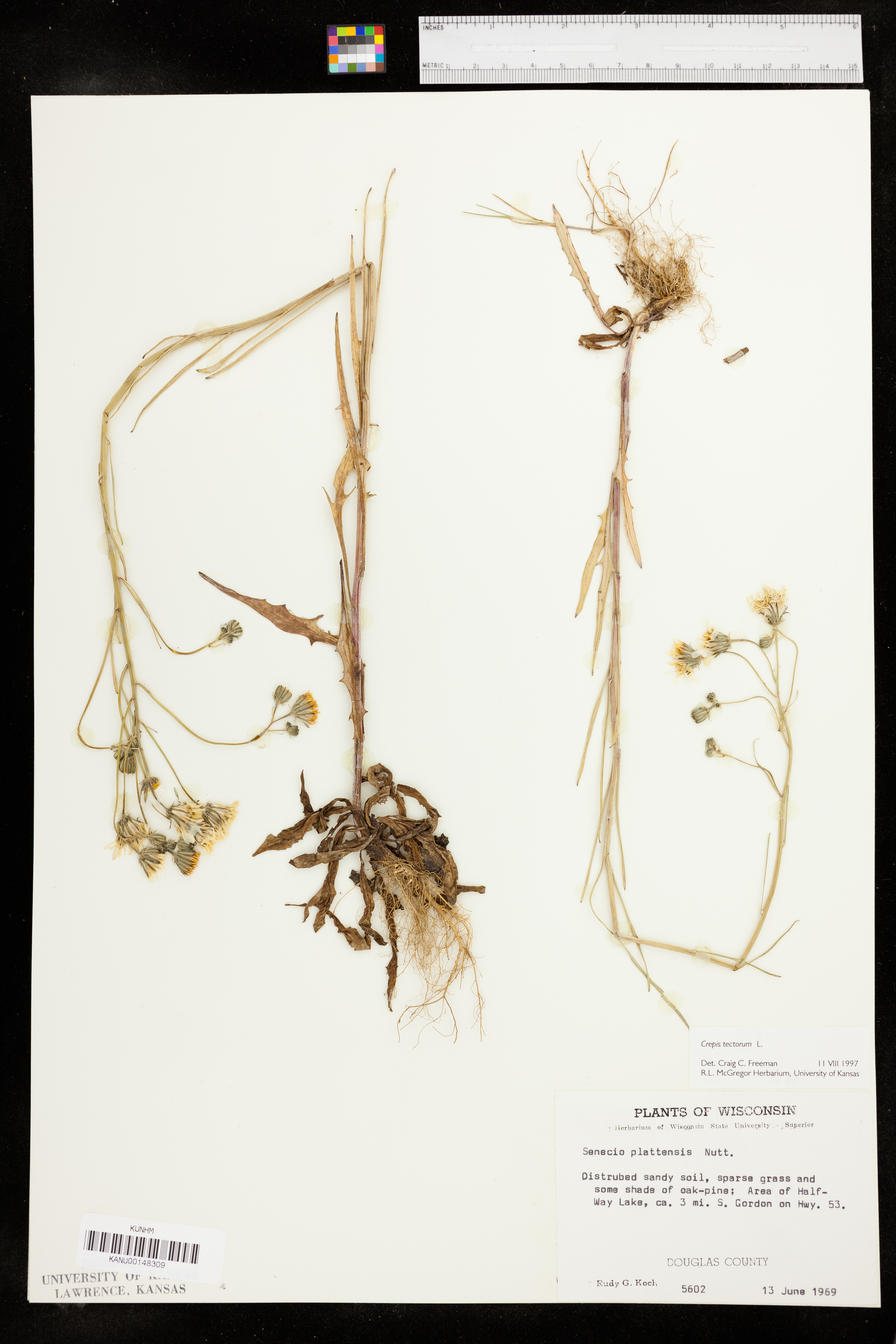 Crepis tectorum image