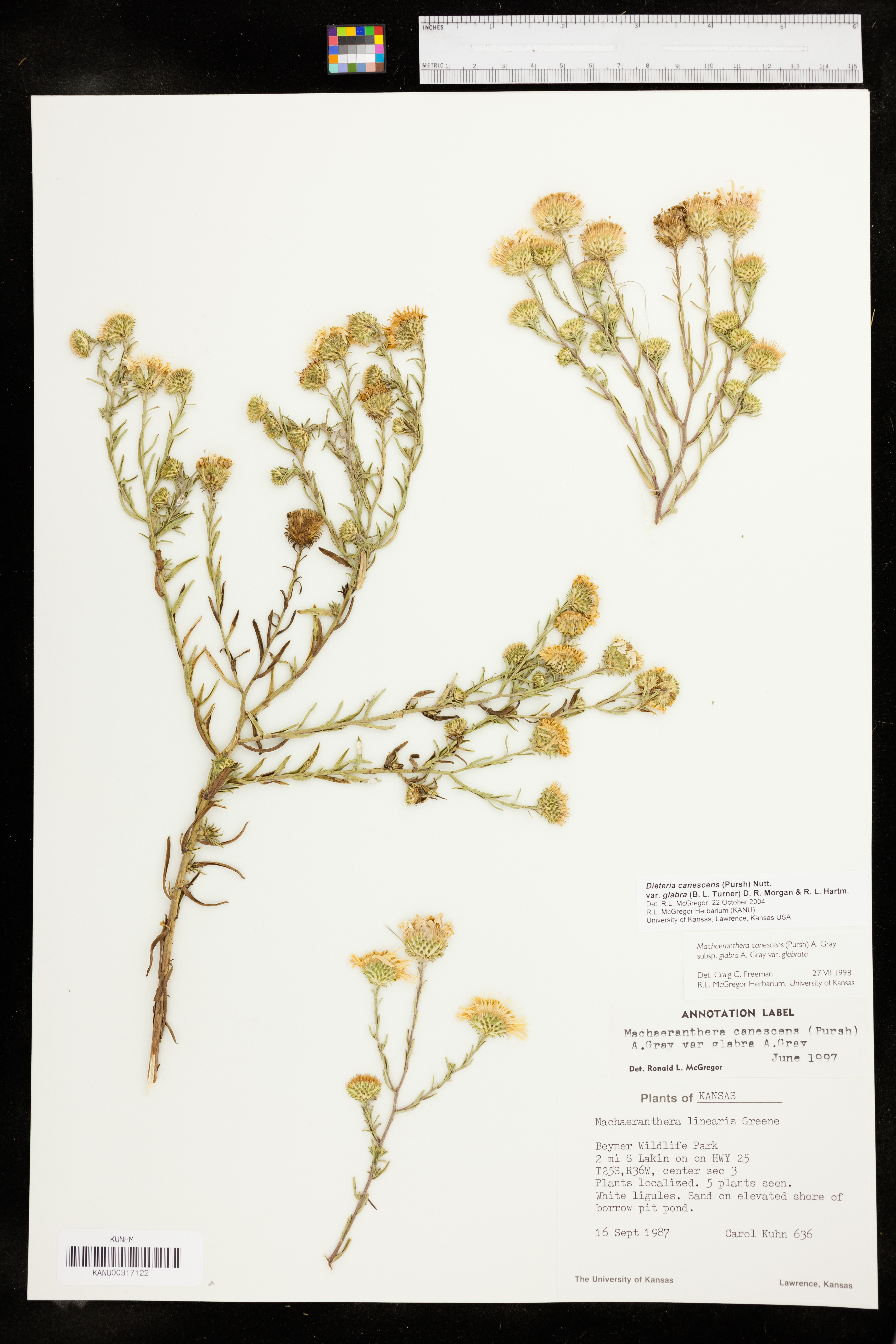 Dieteria canescens var. glabra image