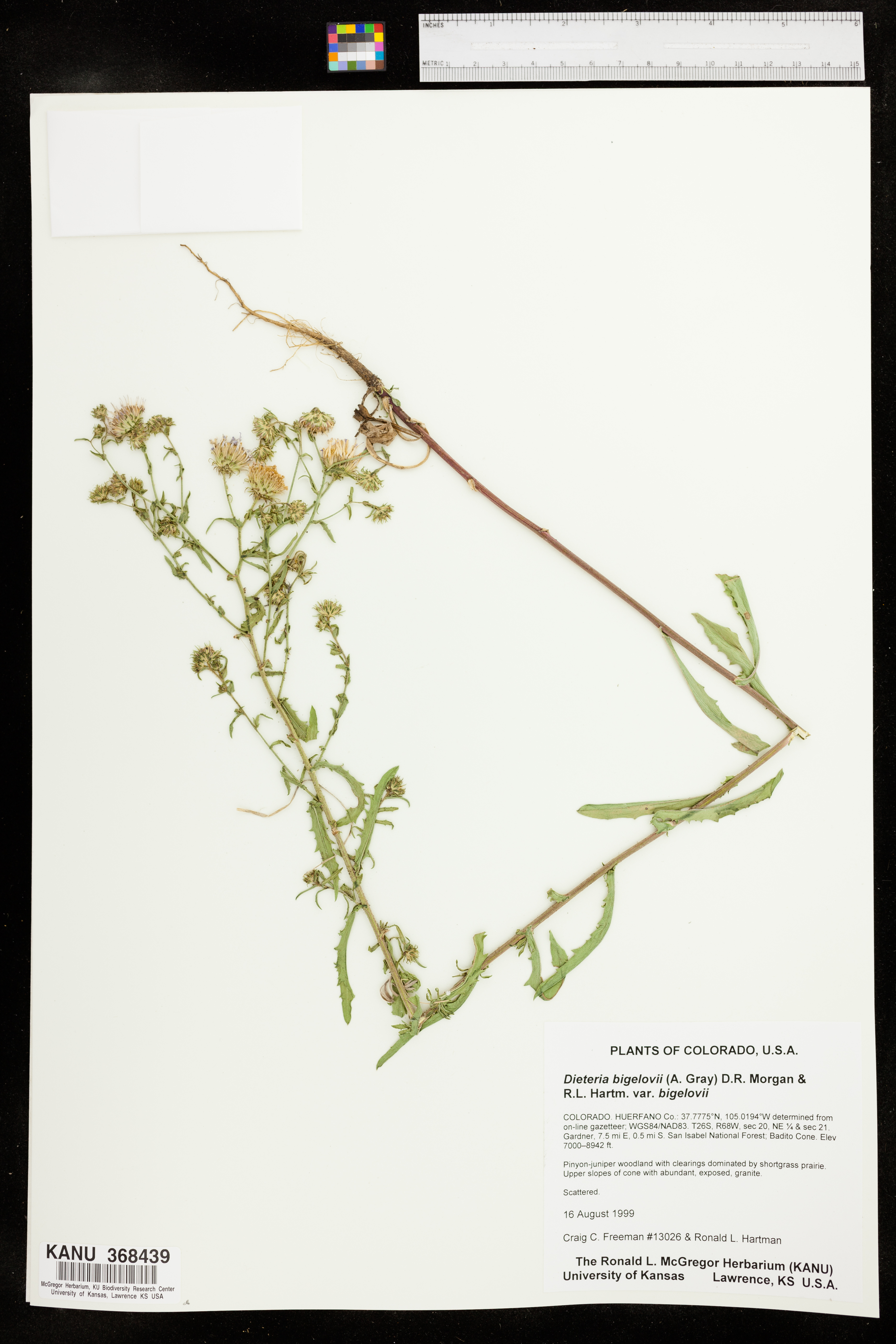 Dieteria bigelovii var. bigelovii image