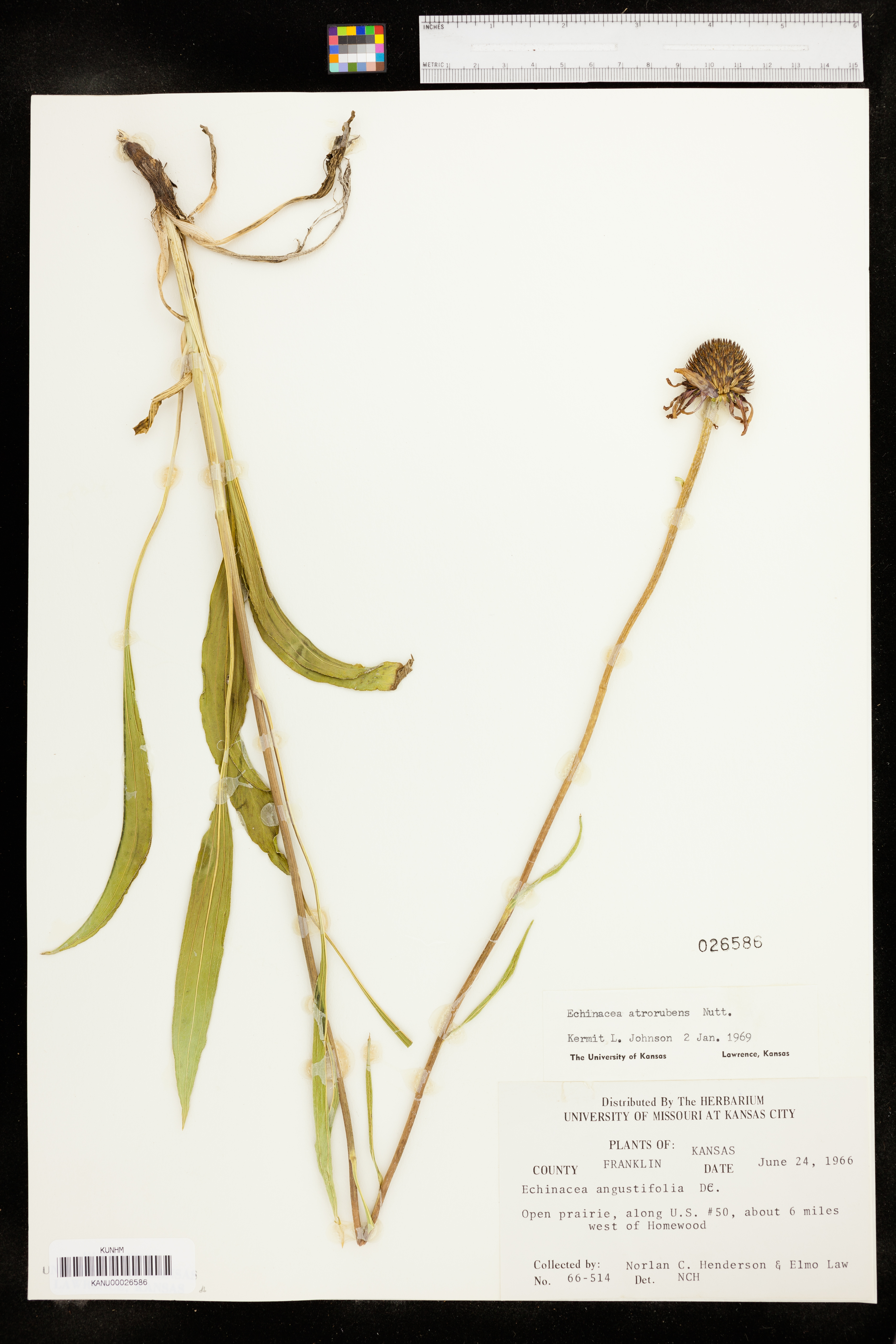 Echinacea atrorubens image