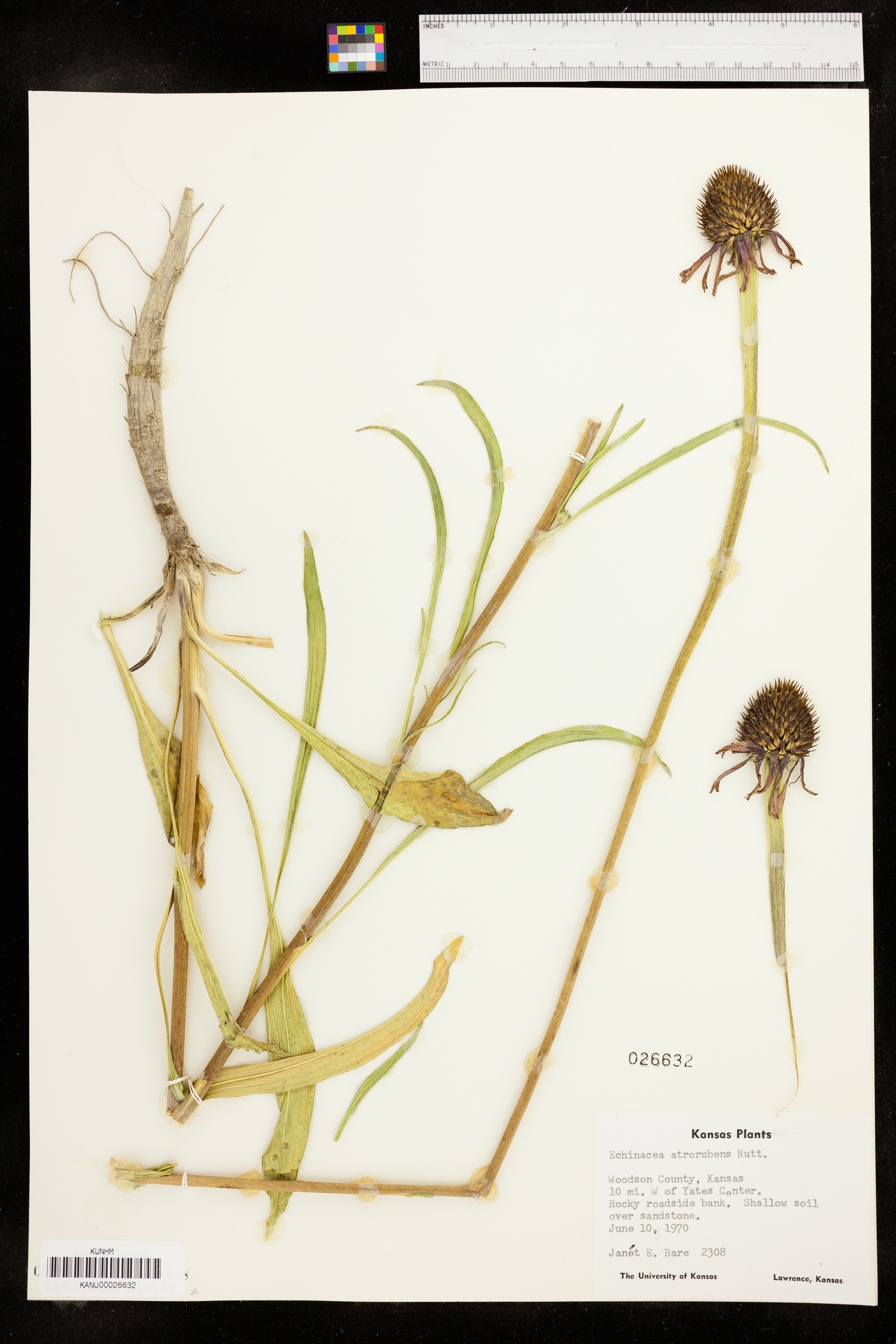 Echinacea atrorubens image
