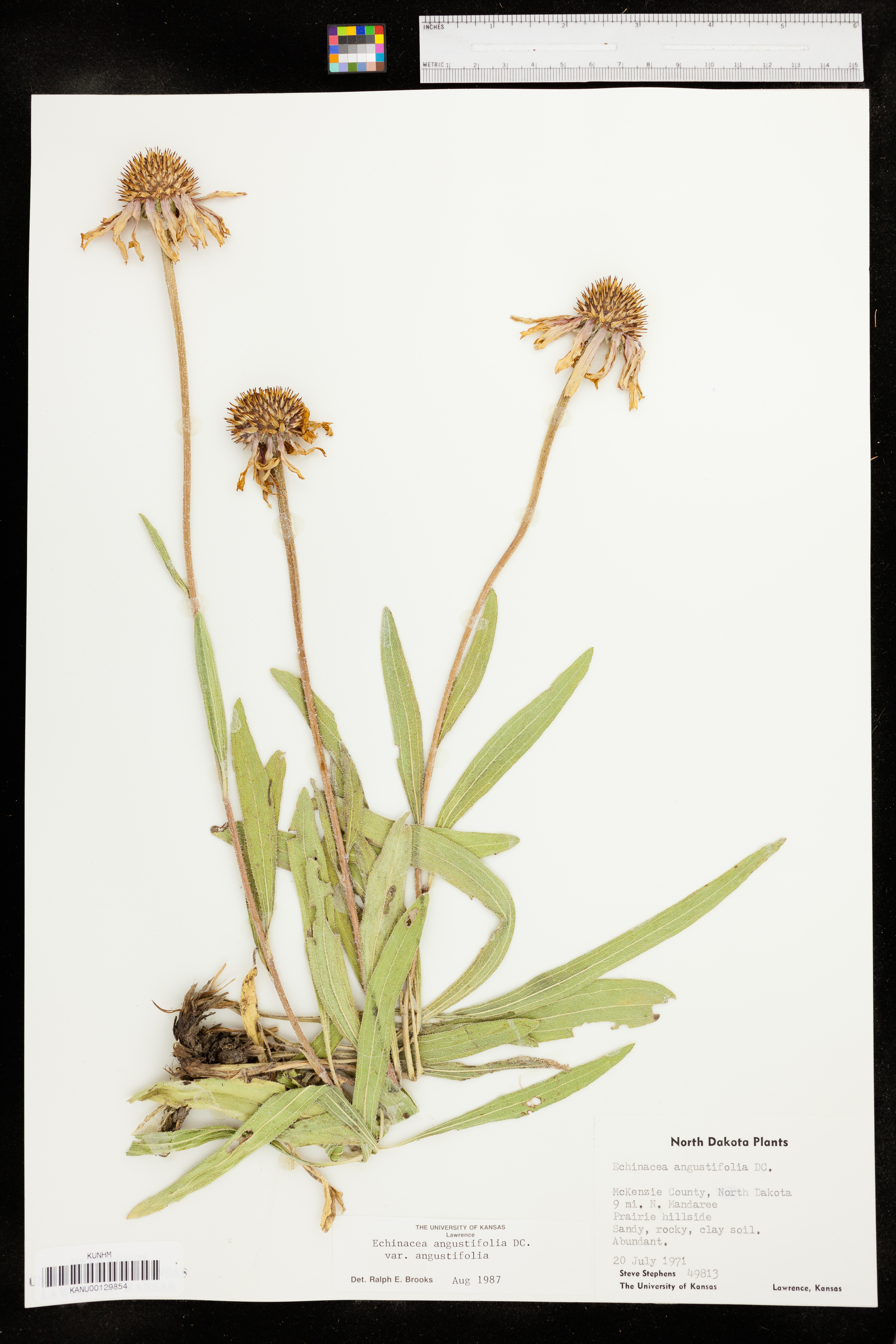 Echinacea angustifolia var. angustifolia image